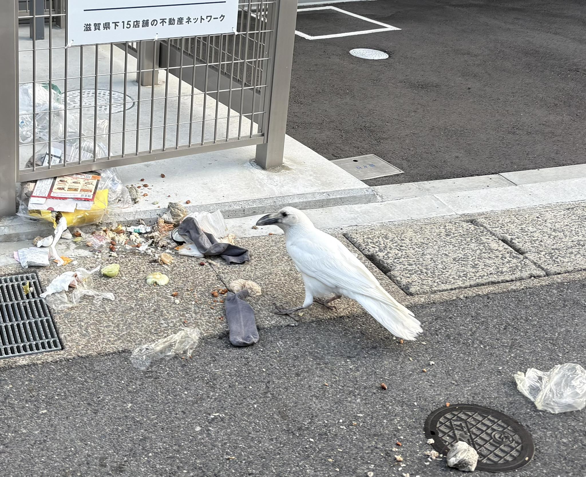 こんな投稿で恐縮ですいません。2026.3.15AM7.15 スマホ撮影。三井寺 