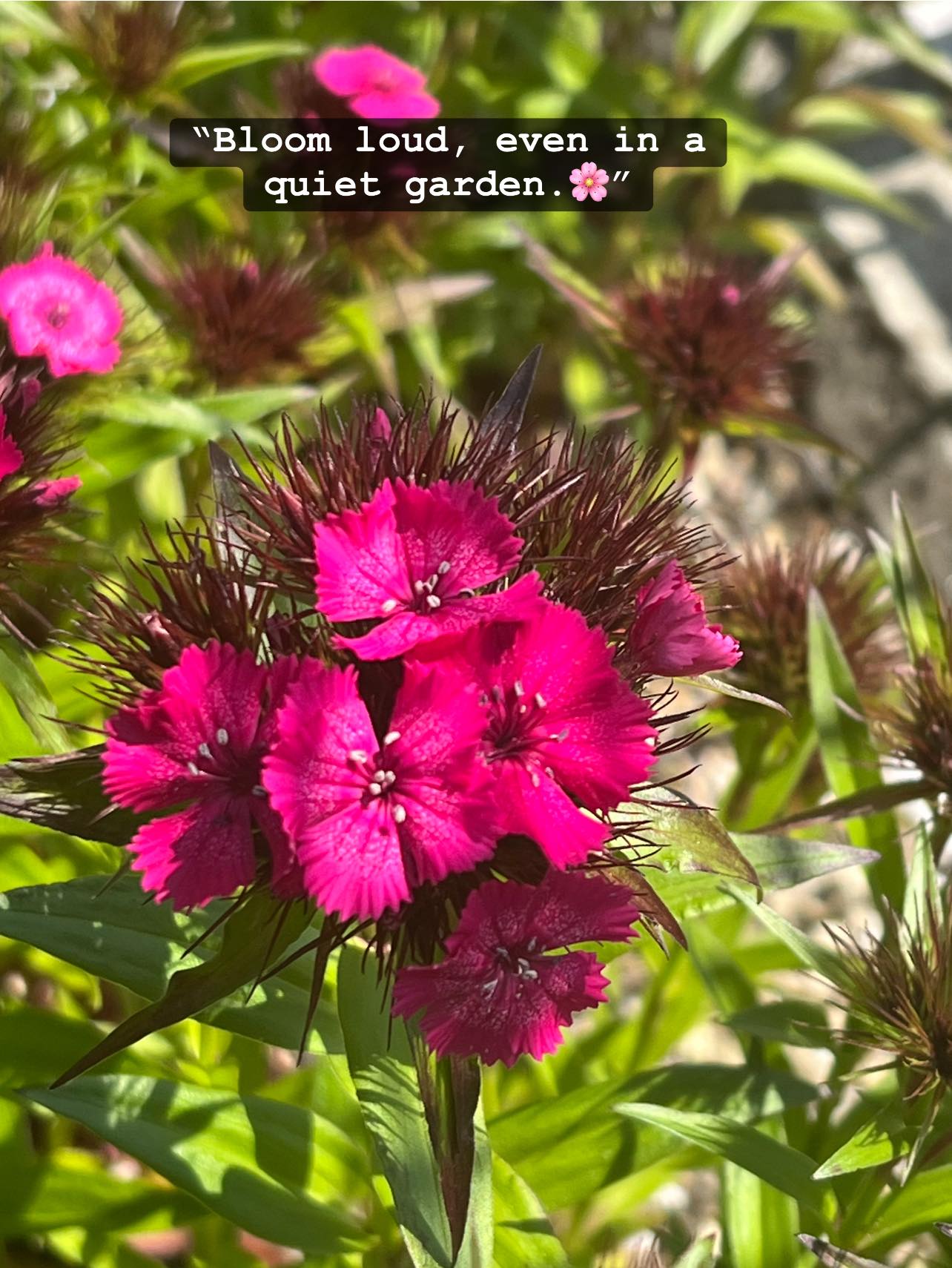 Sweet william flowers