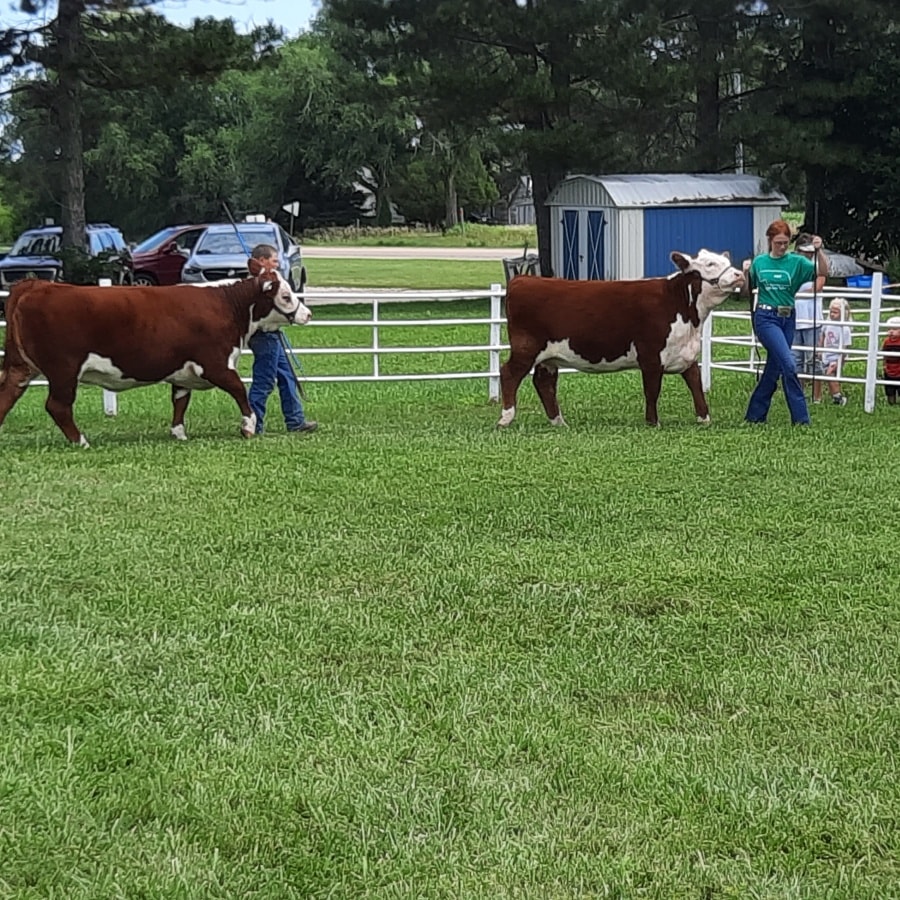 Morgan Ranch Show Cattle added... - Morgan Ranch Show Cattle