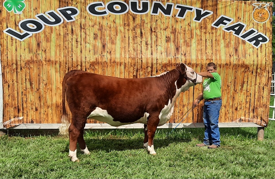 Morgan Ranch Show Cattle added... - Morgan Ranch Show Cattle