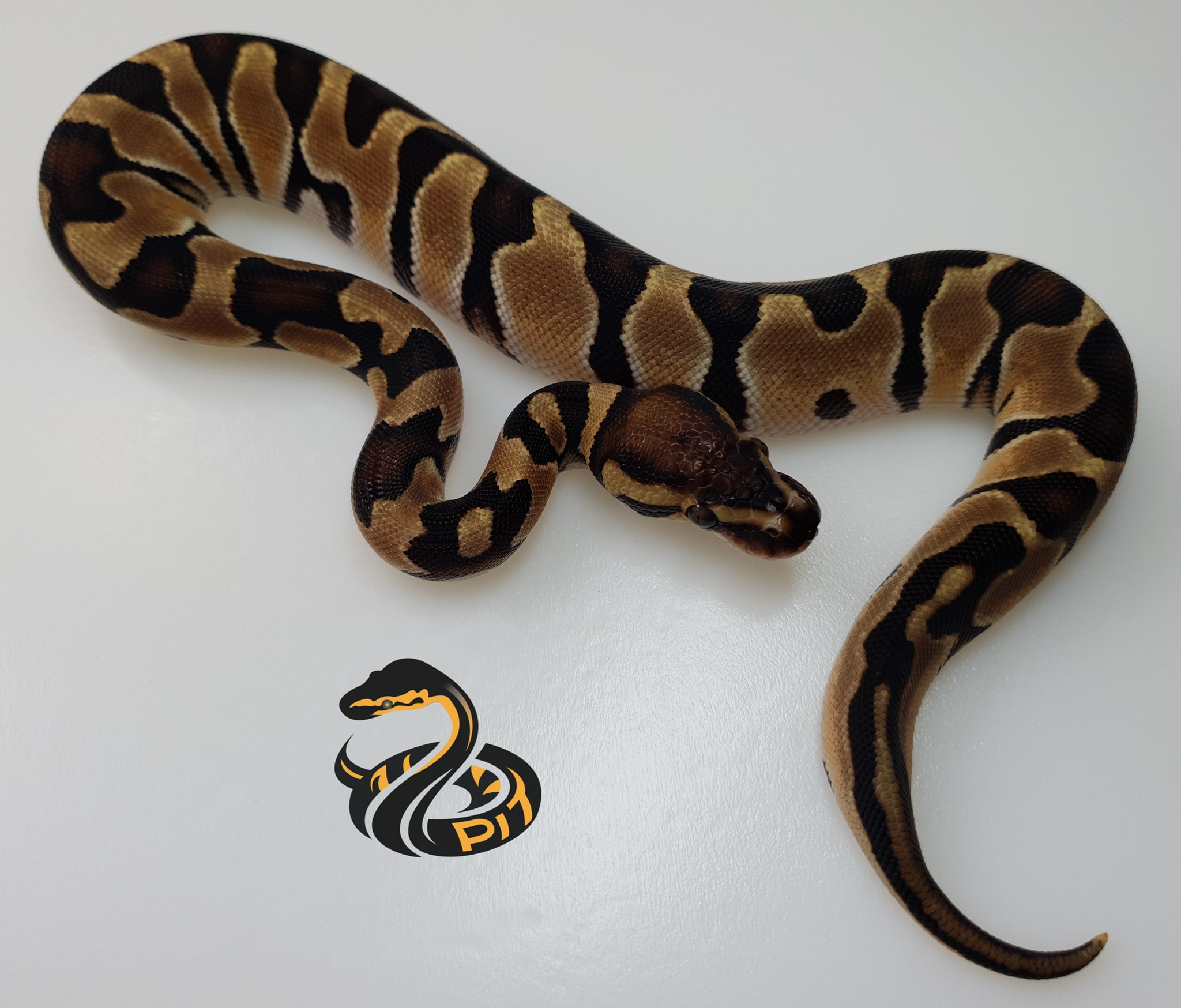 Reptilepit - Introducing the Terminator Ball... Loving... | Facebook