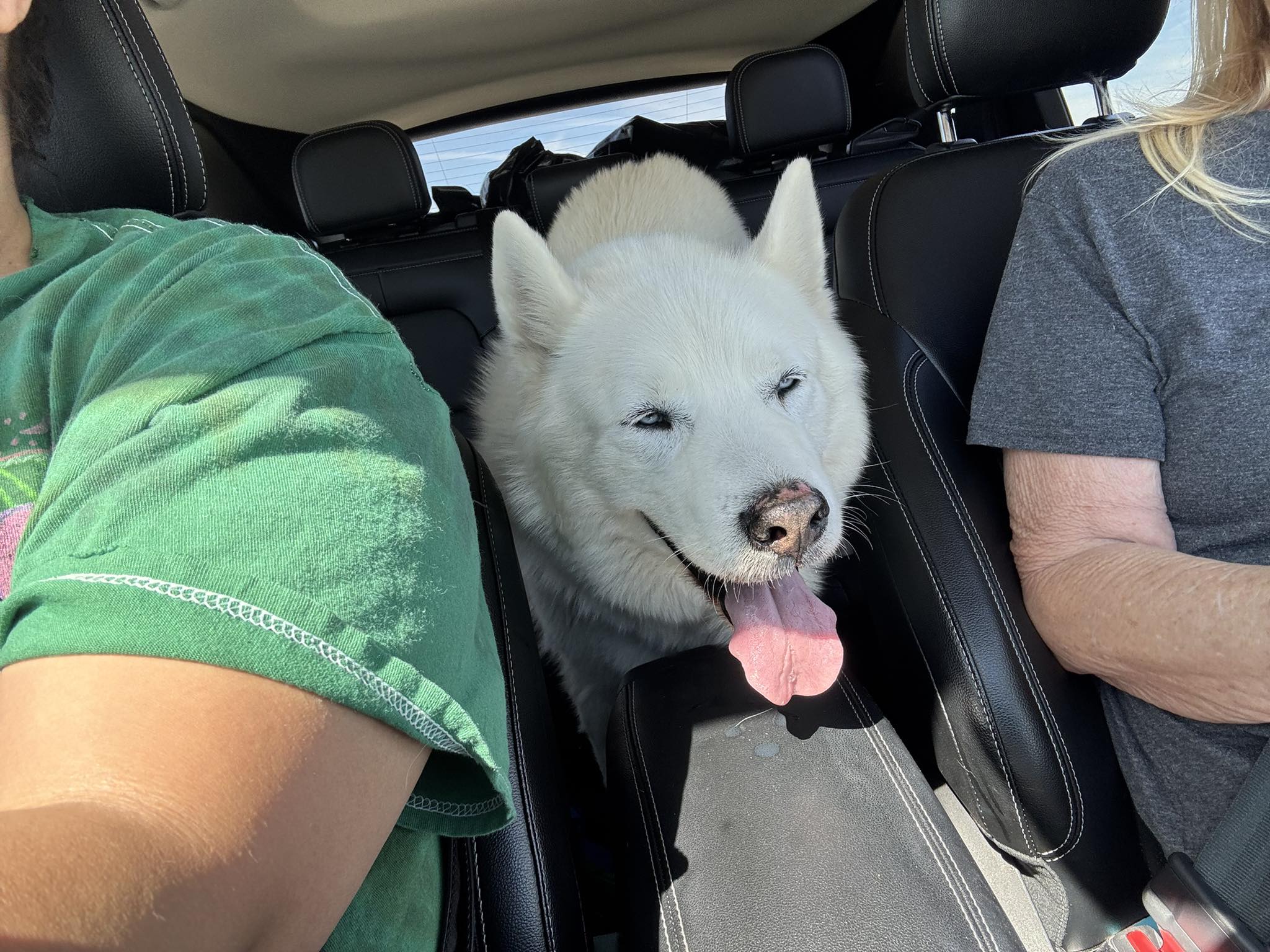 REUNITED ✓❤️ Our little guy is back home!🥰 LOST DOG-2/11/26-2