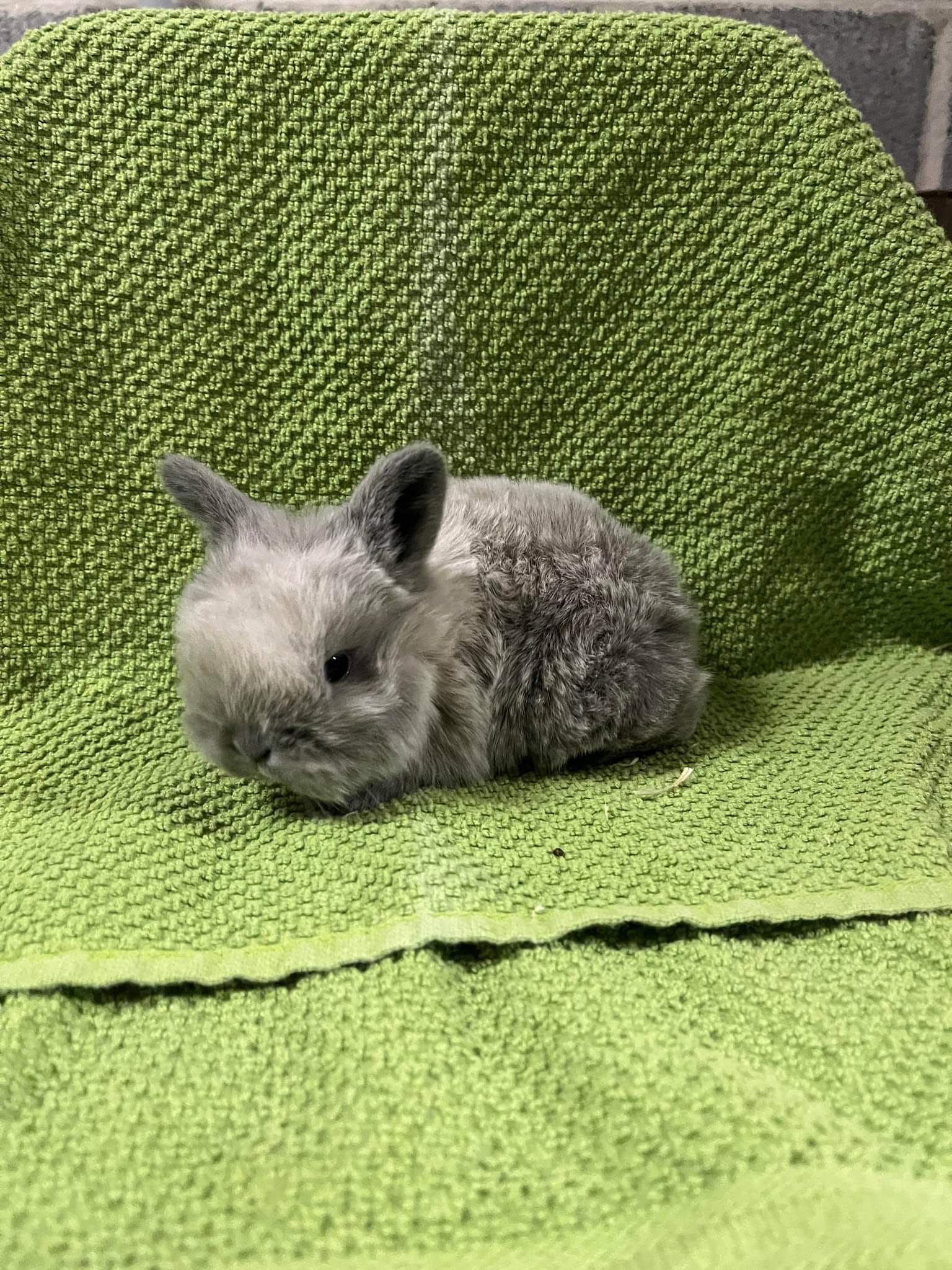 Dumplin' Rabbitry