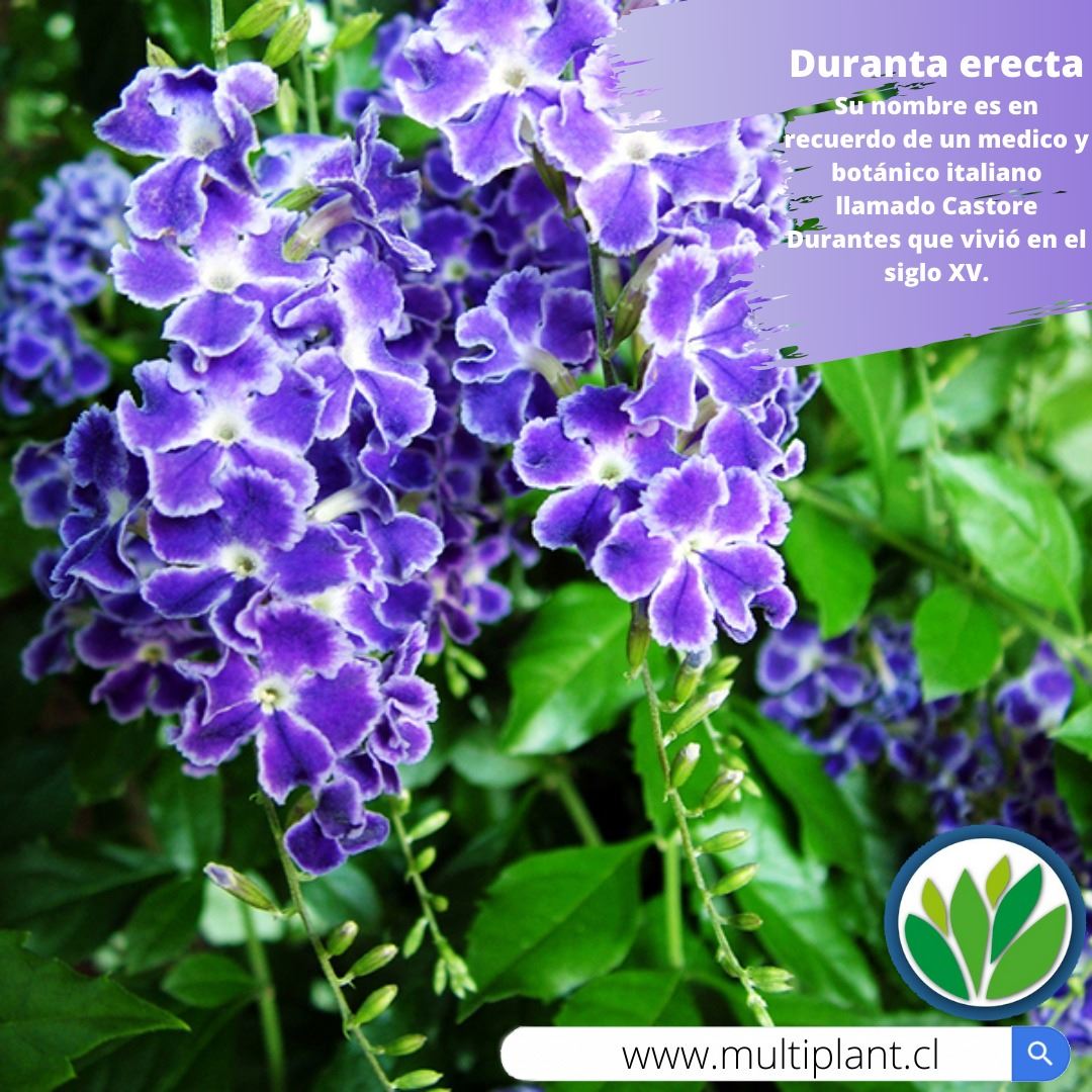 #Duranta #Erecta o #Repens Consigue... - Vivero Multiplant | Facebook