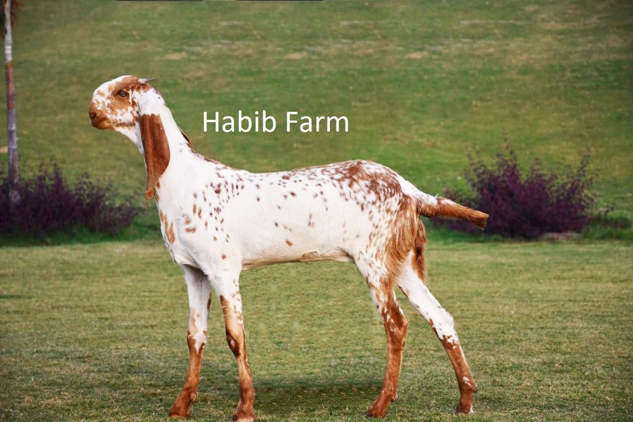 HABIB FARM | Multan