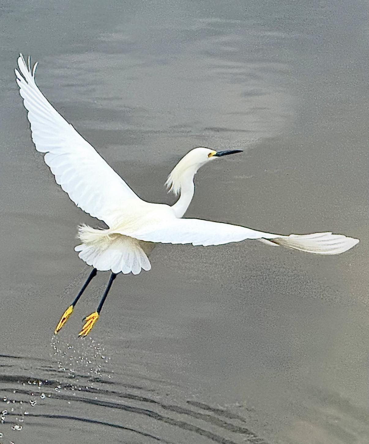 Sentry60 flight encounter with white egrets
