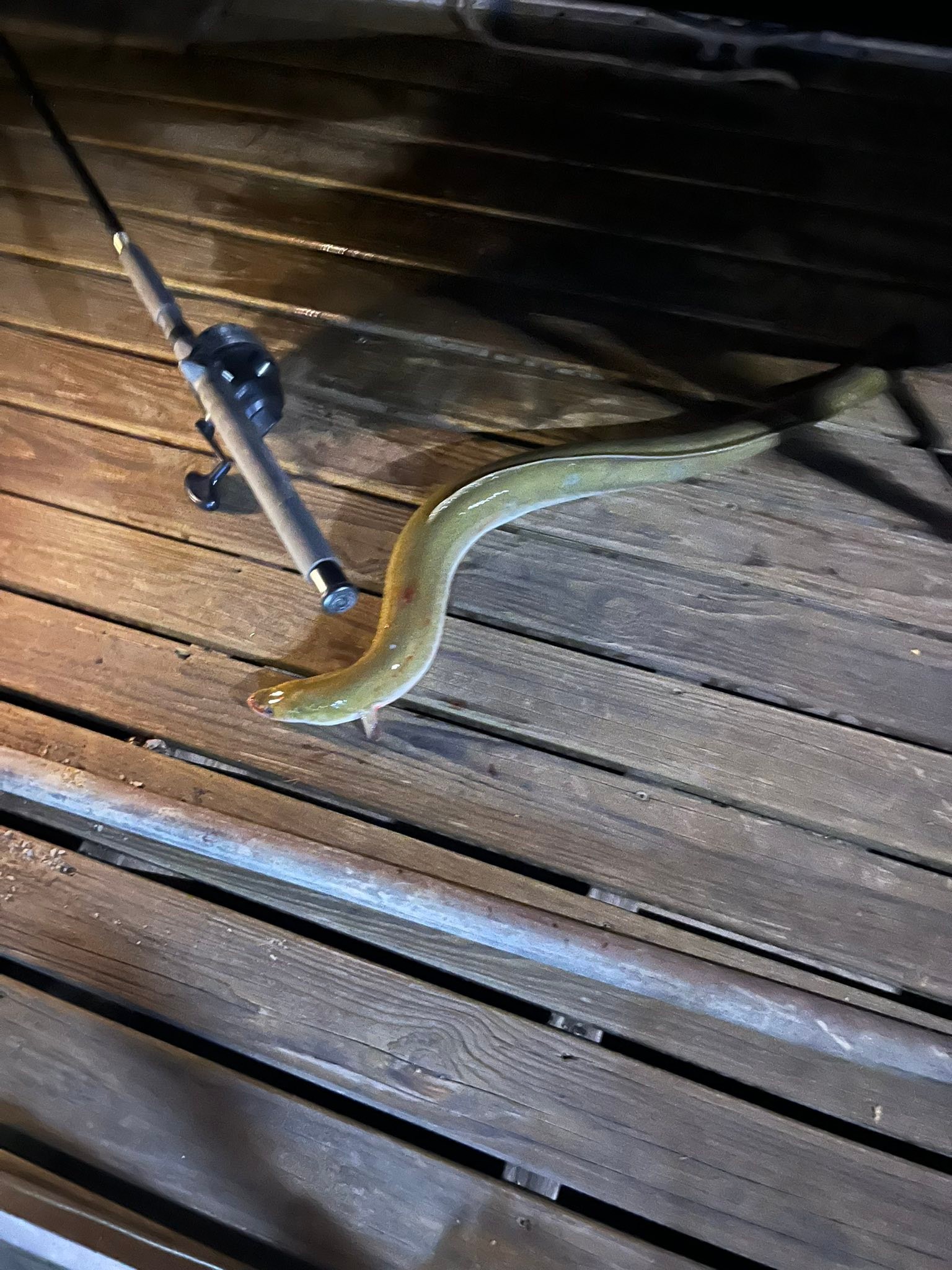 fish lure pop top Poppa Chewy Junior 303110 Subtle clicking sound to ARK Elite Z-Alpha MS8 尺寸:13'3''-spinning-3pc