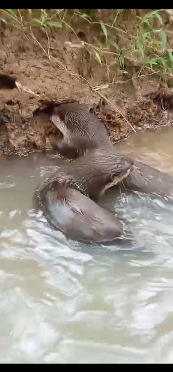OTTER (BERANG - BERANG PERBAUNGAN) | pasukan wergul | Facebook