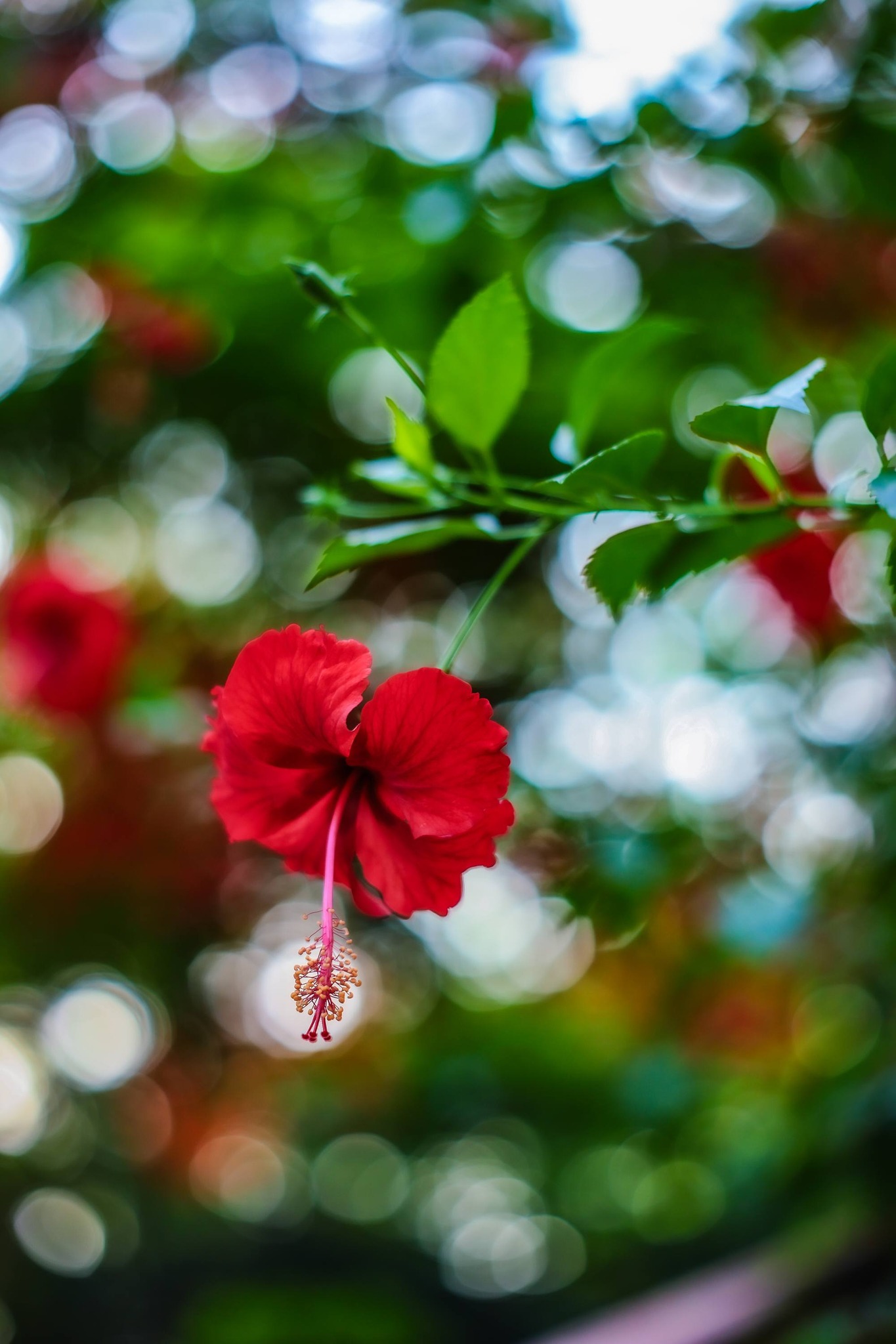 Canon FL 50mm f1.4