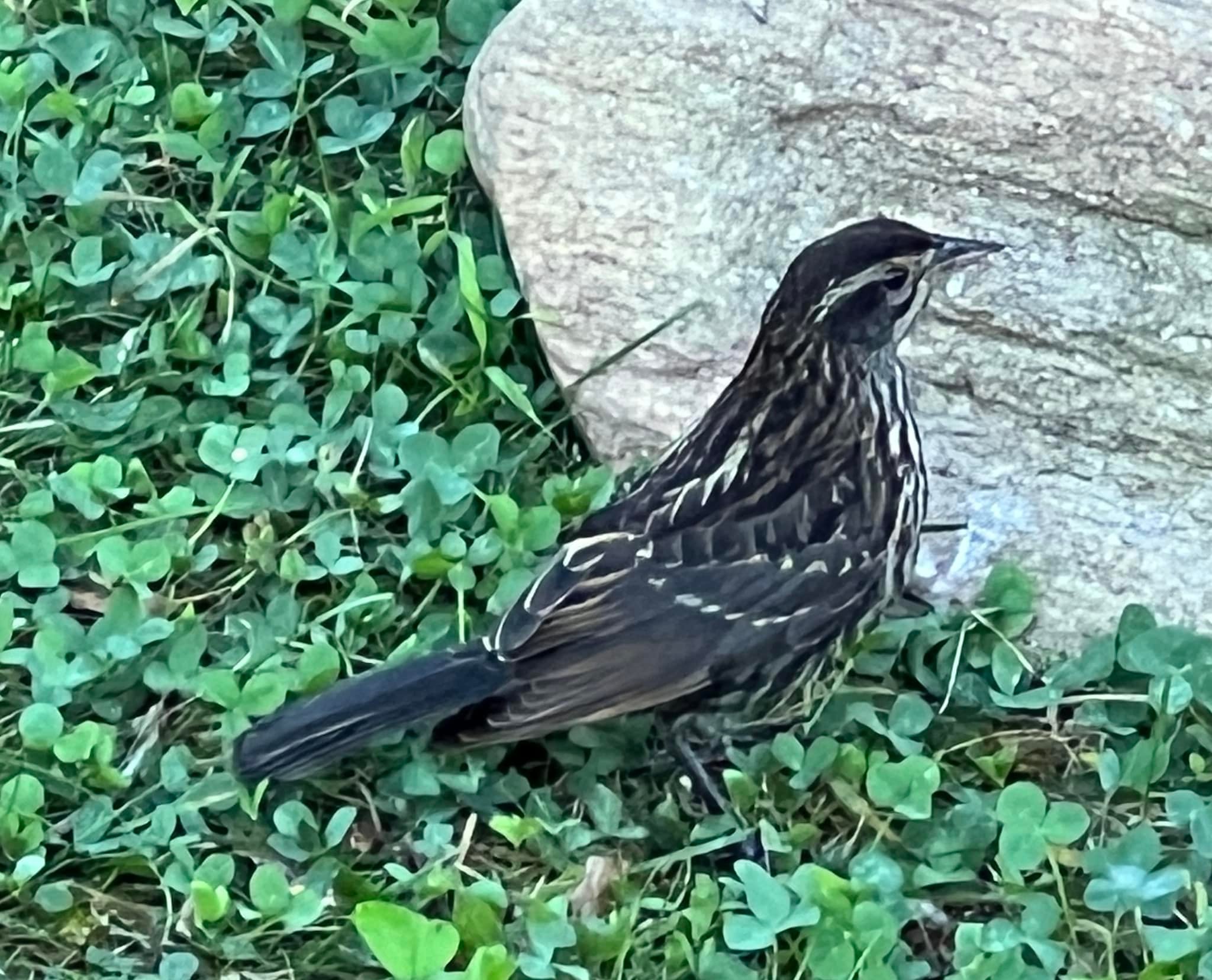 Connecticut Audubon Bird/Nature Photos | Merlin couldn’t ID these birds ...