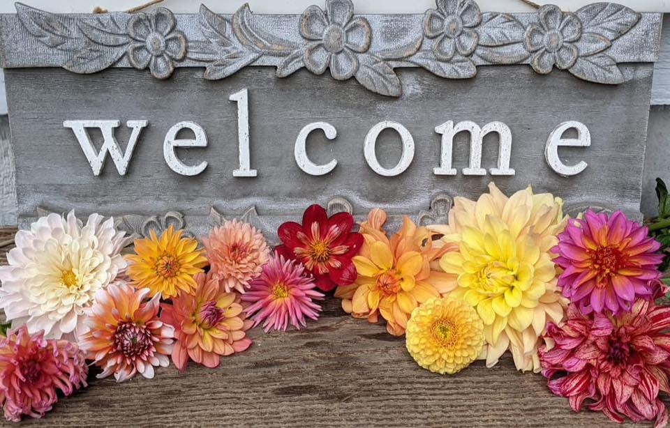 THIS or THAT! Dahlia Comparison Community | Grow it or Throw it: | Facebook