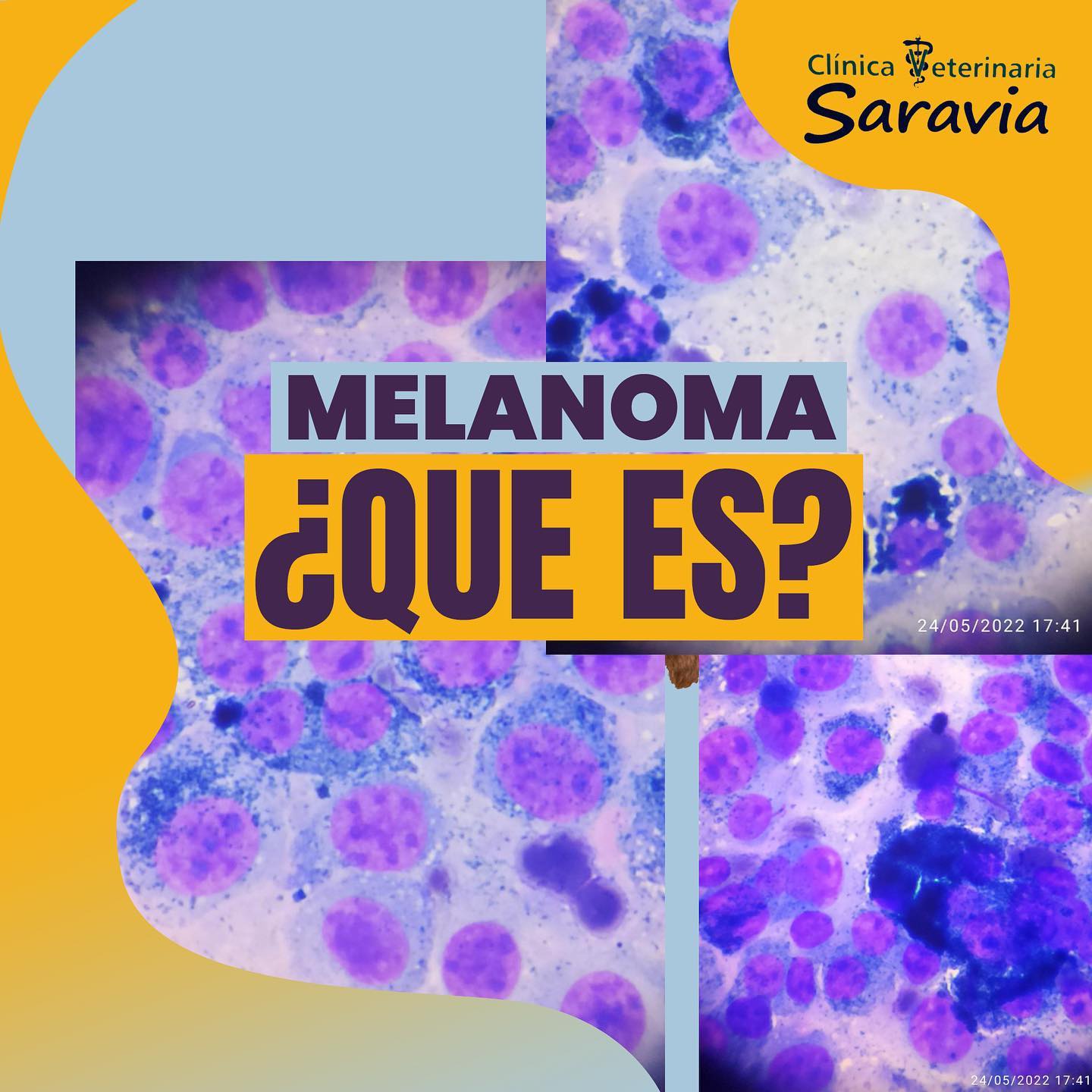 El Melanoma es un tumor que... - Clínica Veterinaria Saravia | Facebook
