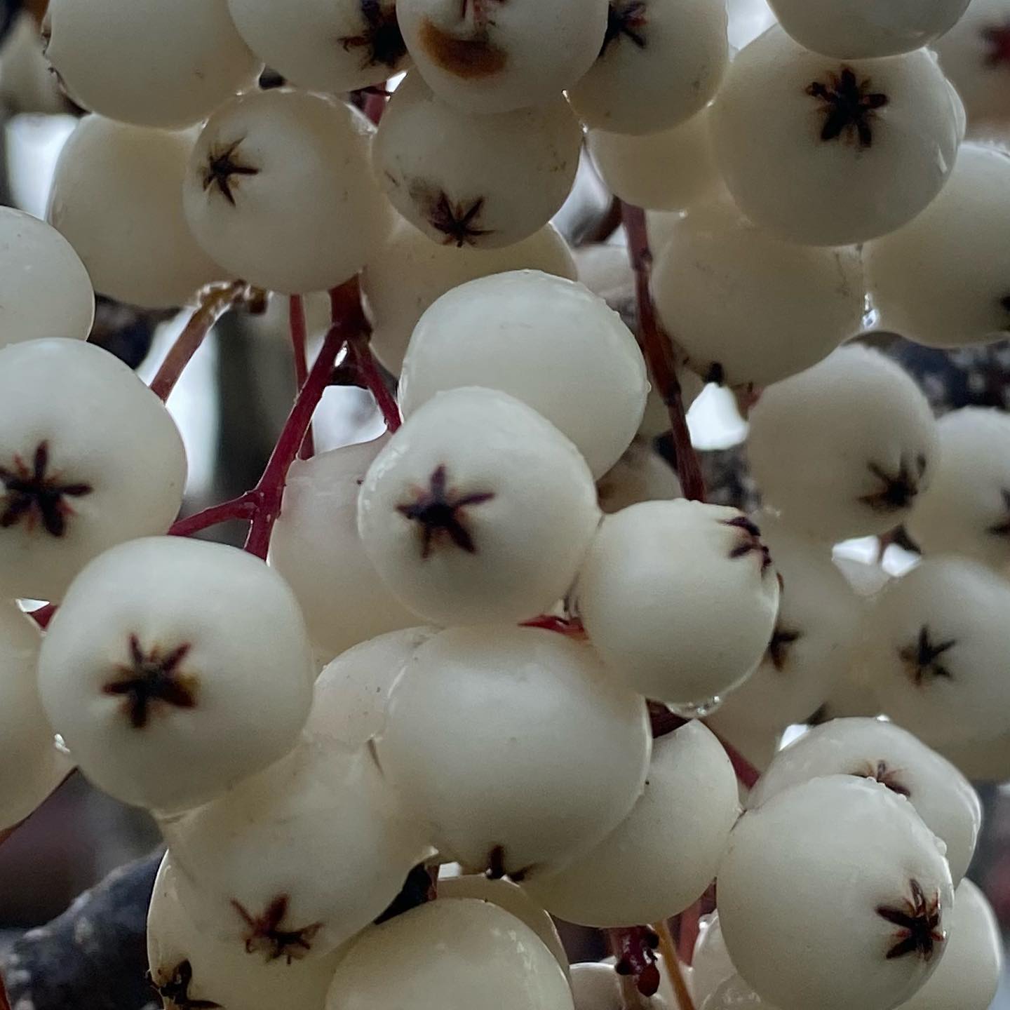 Trøndelag - - 🇳🇴Hvitrogn. 🏳️Sorbus koehneana. 🇬🇧White Fruited Chinese ...
