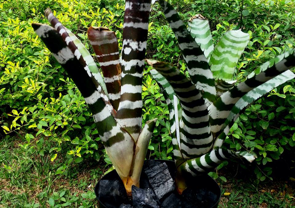 ブロメリア・エアープランツ Aechmea Black Ice (Original Clone) Aechmea Chantinii de leon x Black ice