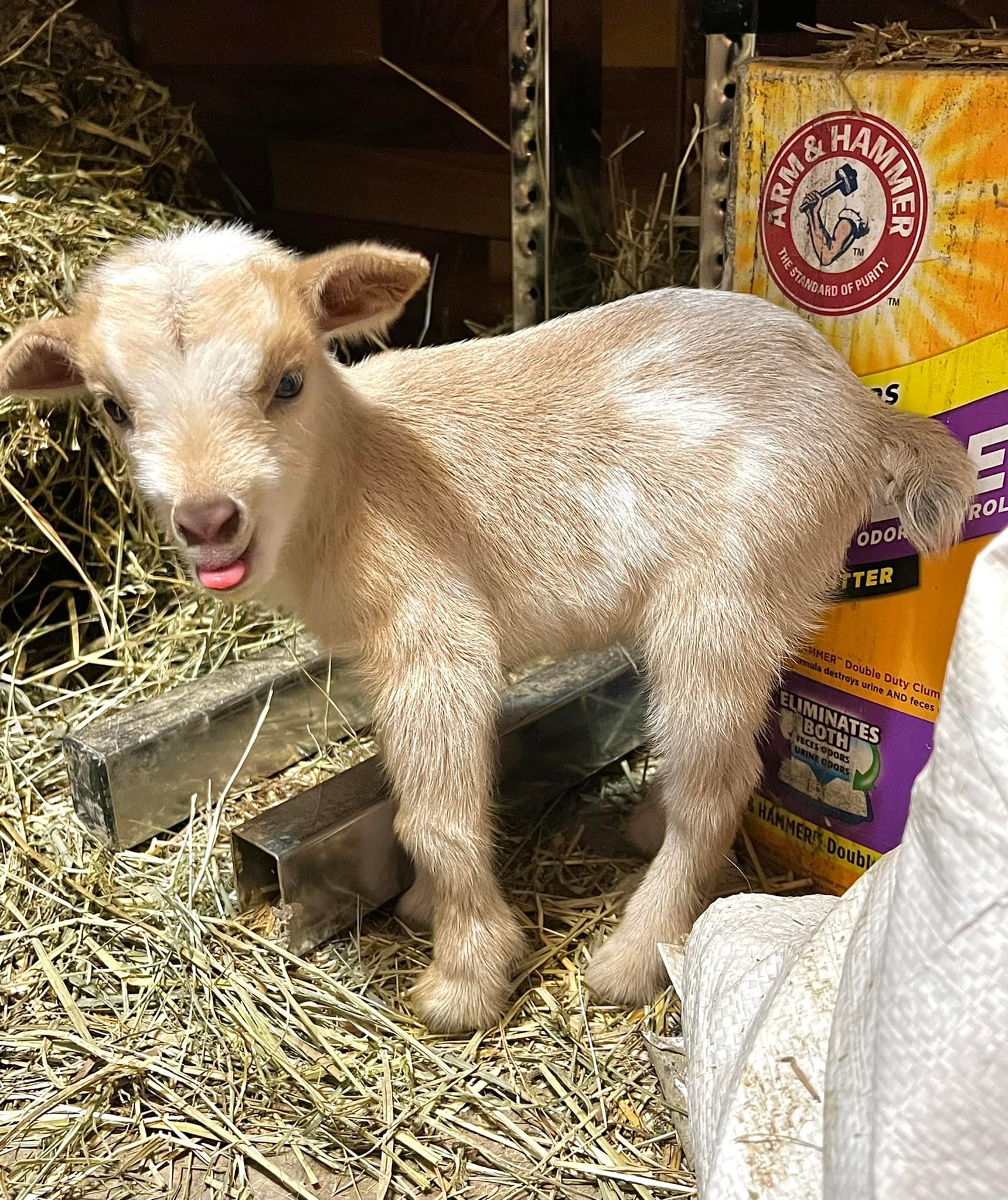 Whispering Willow’s Goat Farm - Home