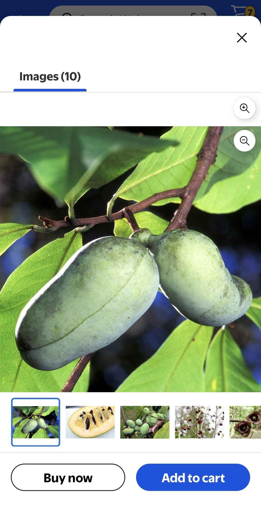 Paw paw trees 2 year bare roots potted - Plants & Seedlings - High ...