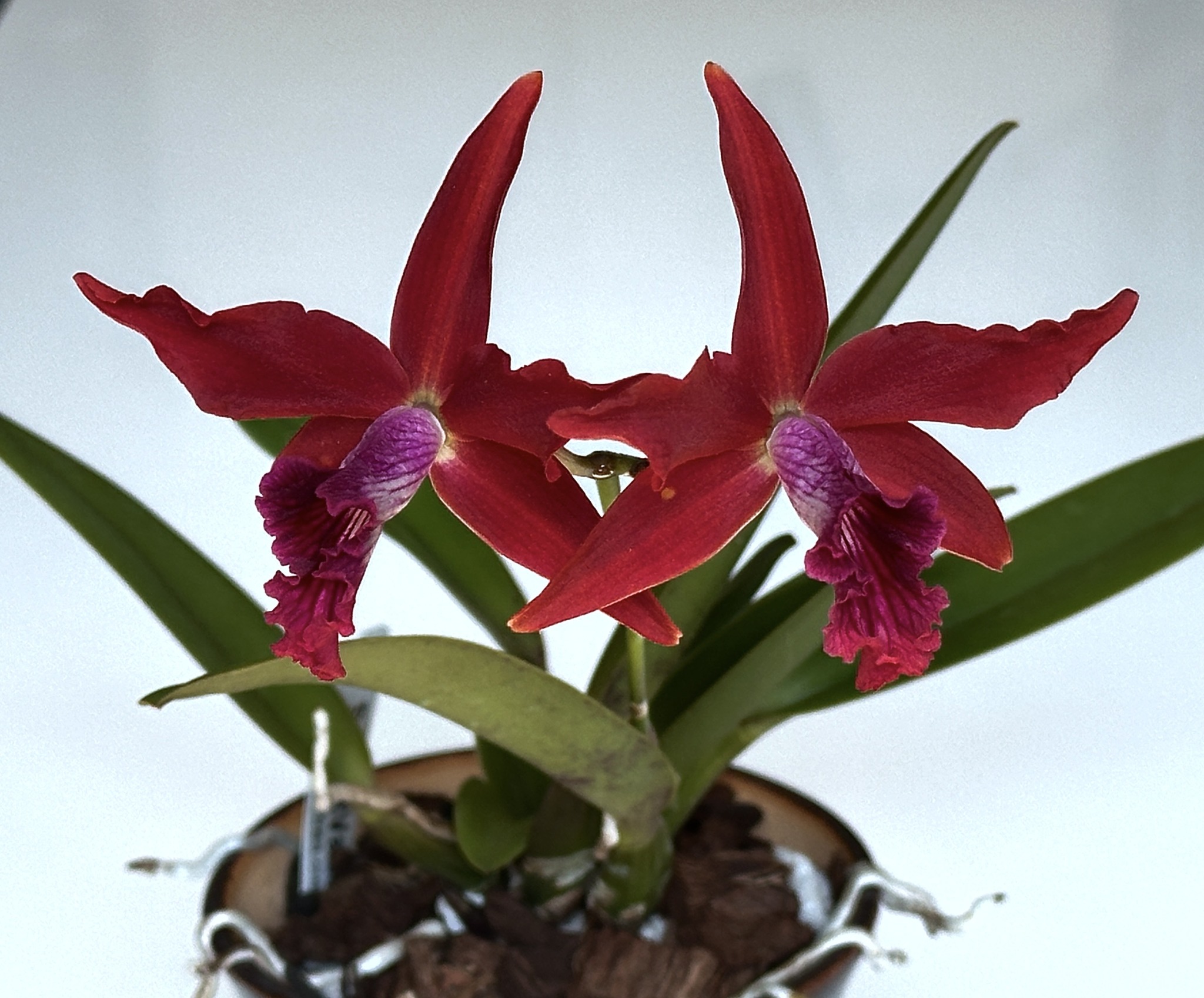 First bloom of l. tenebrosa 'svo' vinicolor' x l. milleri 'dr