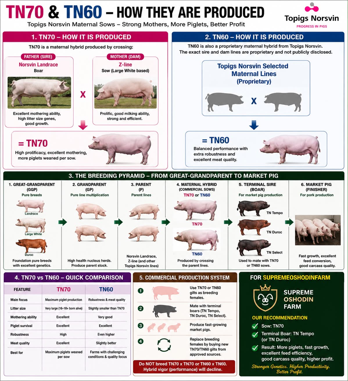 Pigページ Understanding TN70 and TN60 maternal sows for pig farming