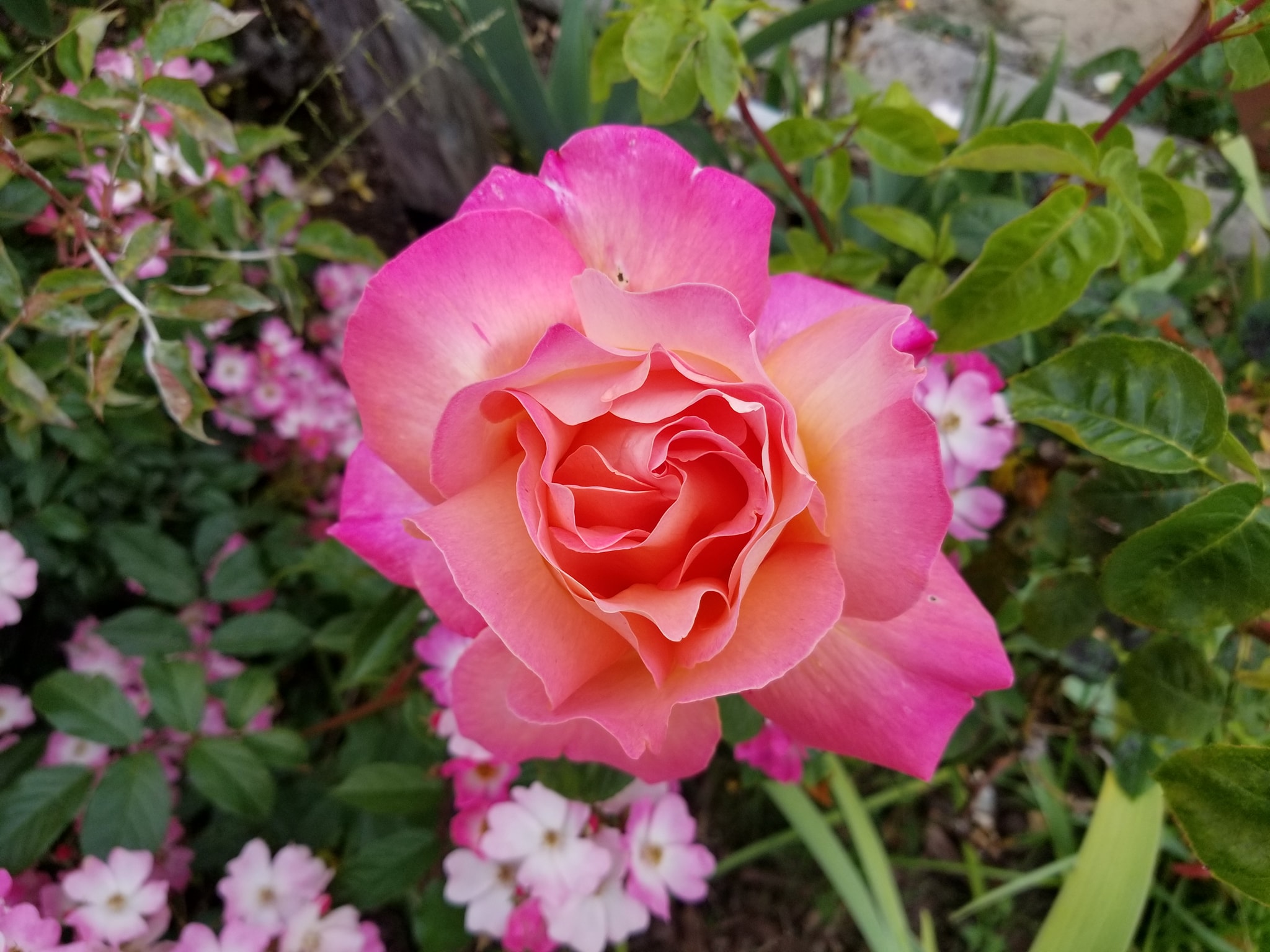 The Berkeley Rose Garden