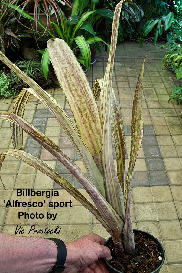 Billbergia 'Apocalypse' bromeliad from Queensland, Australia