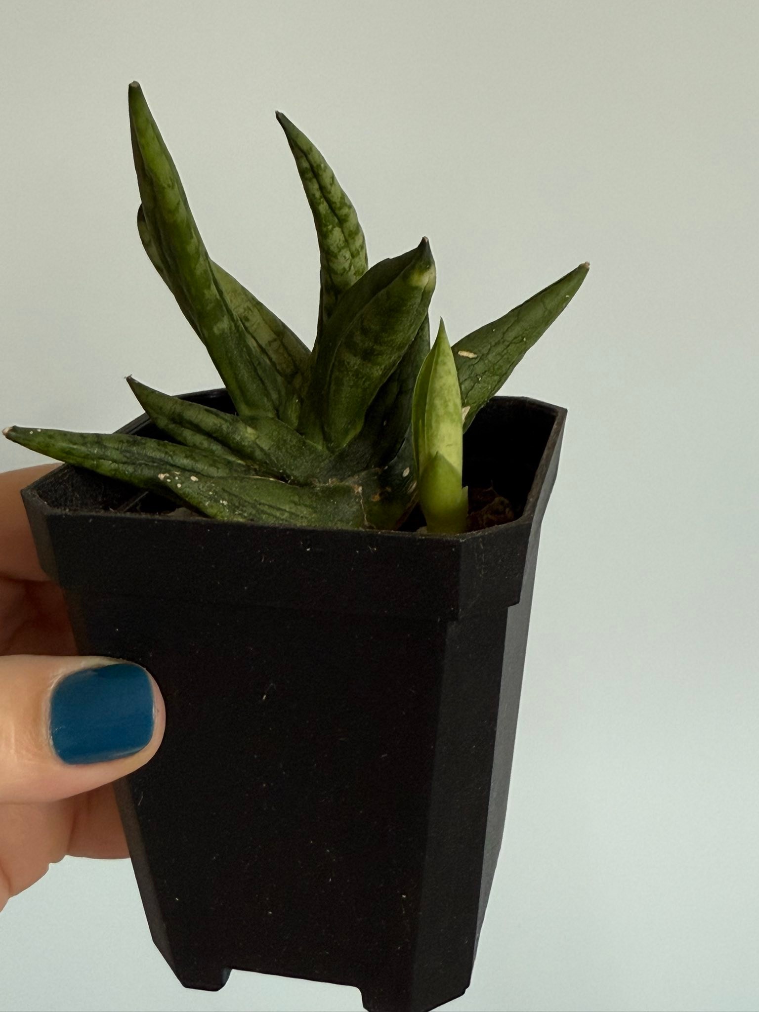 Sansevieria 'Green Ant' rooted plant for sale