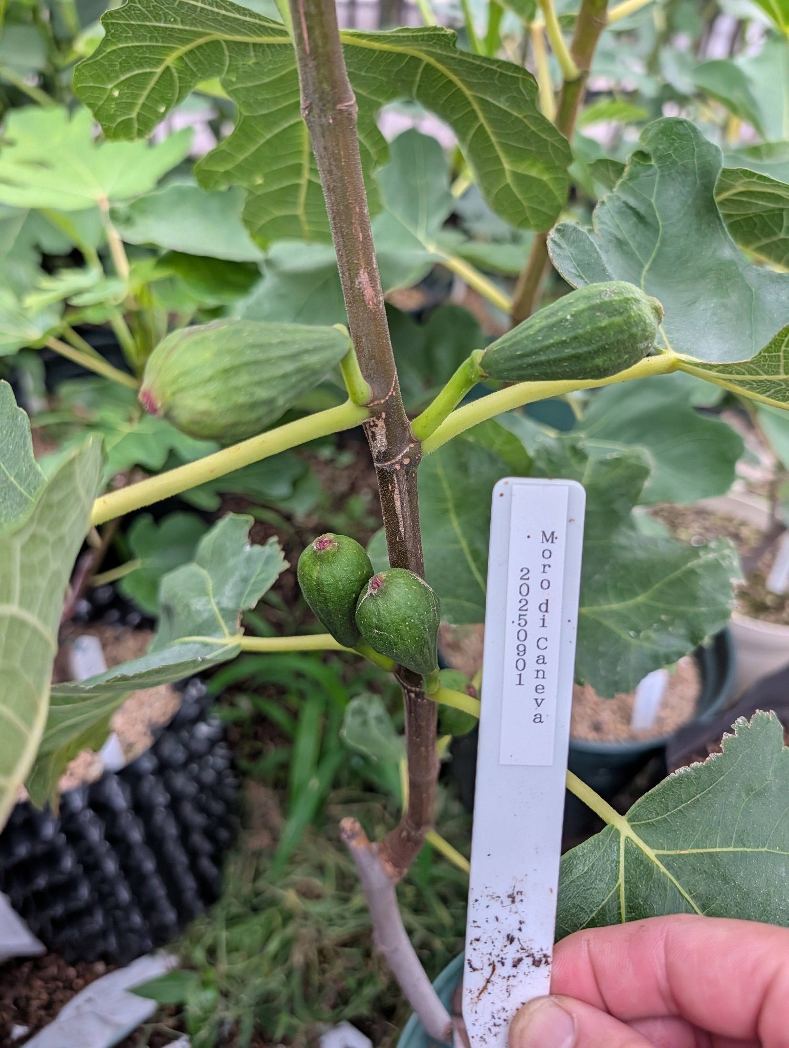 No.25 久留米紅丸 (Kurume Benimaru) 経過観察 皮:赤紫～黒紫 果肉:臍 