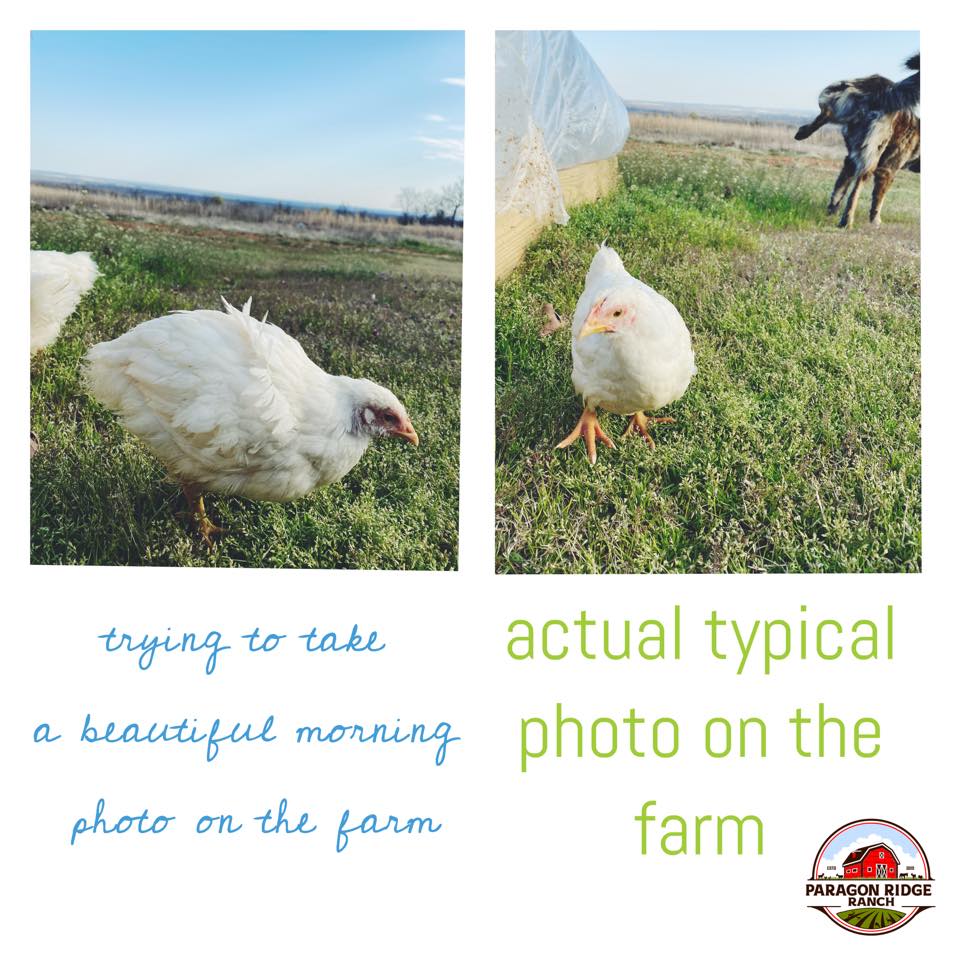 Paragon Ridge Ranch - Life on the Farm #BroilerChicks #Ross308 # ...