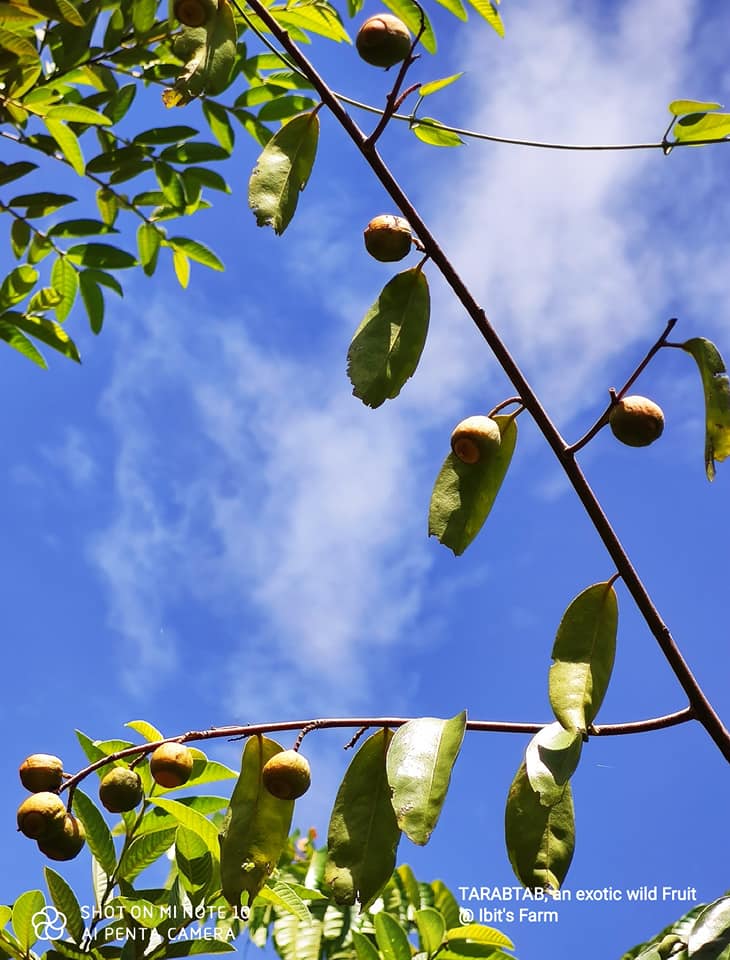 IBIT's FARM - TARABTAB (Halubagat-Baging), an exotic wild... | Facebook