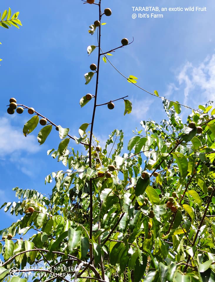 IBIT's FARM - TARABTAB (Halubagat-Baging), an exotic wild... | Facebook