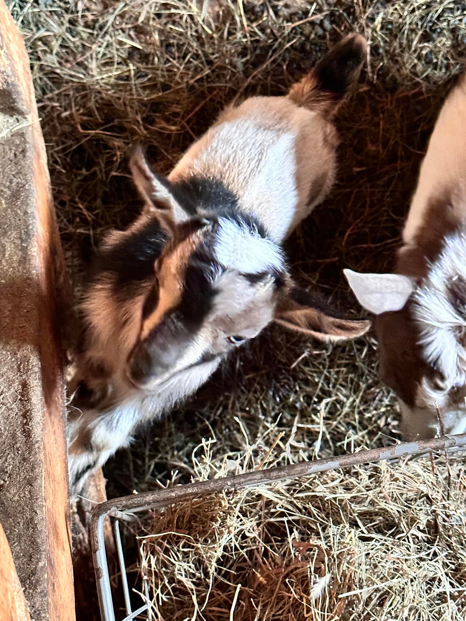 Hawk Ridge Farm