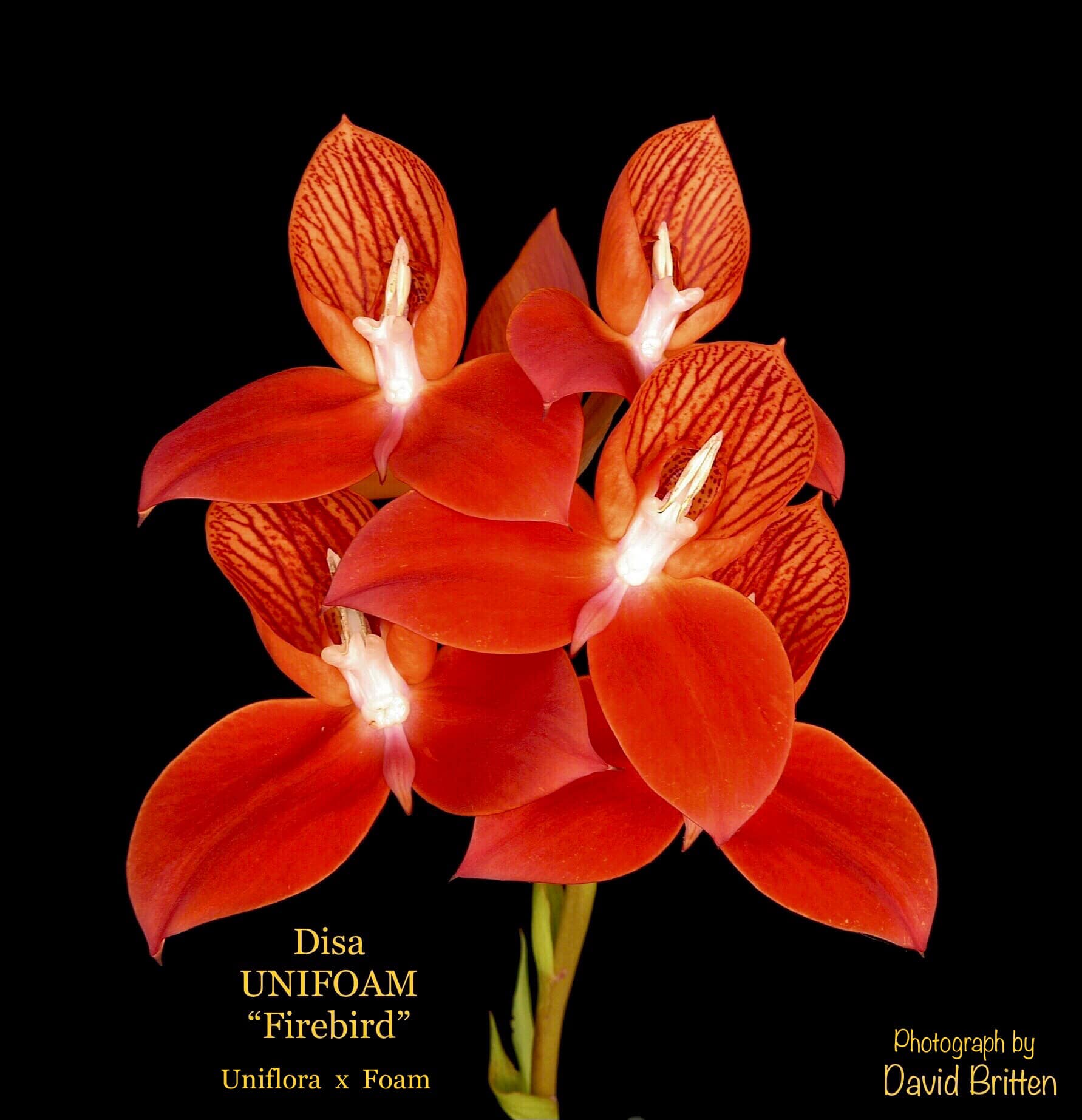 Disa UNIFOAM was created over 30 years ago, and still very popular