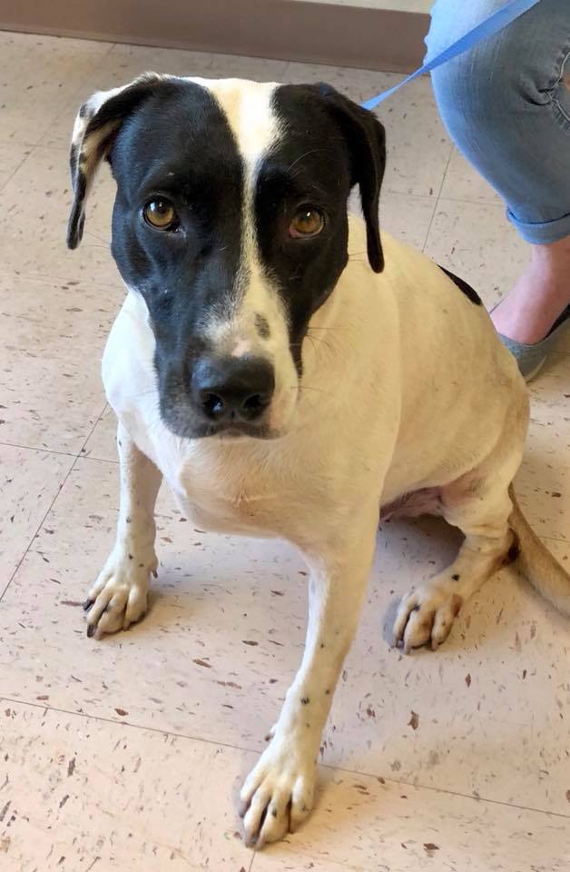 Florida Pointer Rescue | New Smyrna Beach FL