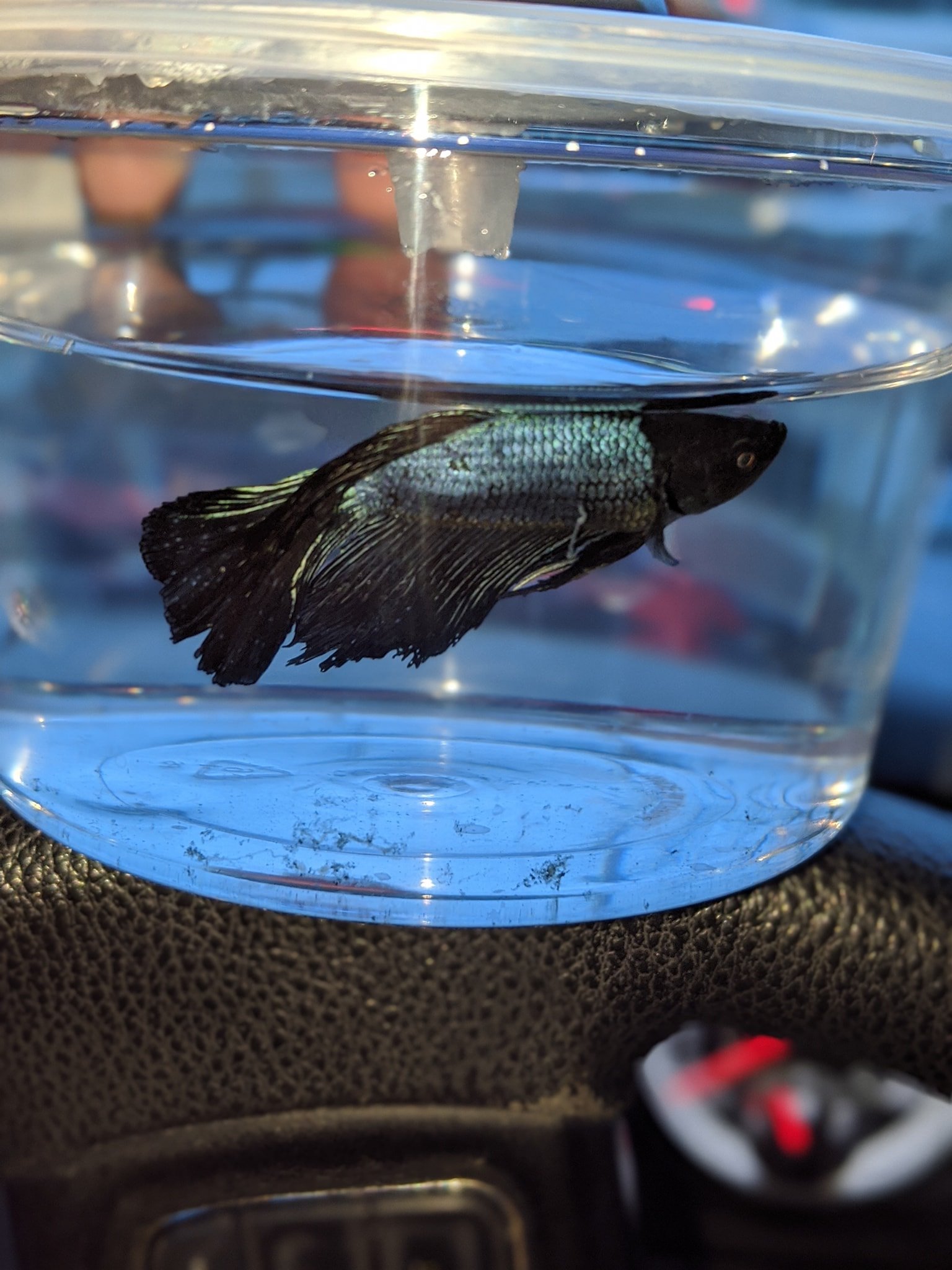 MoonShadow Betta Fish Rescue