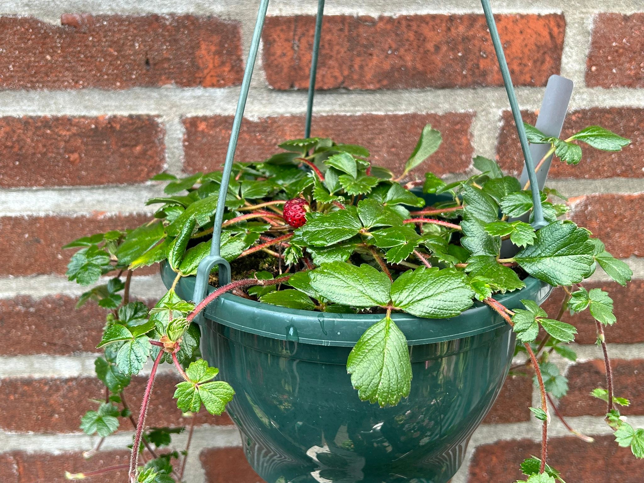 Fragaria chiloensis wild strawberry plant with ripe fruit