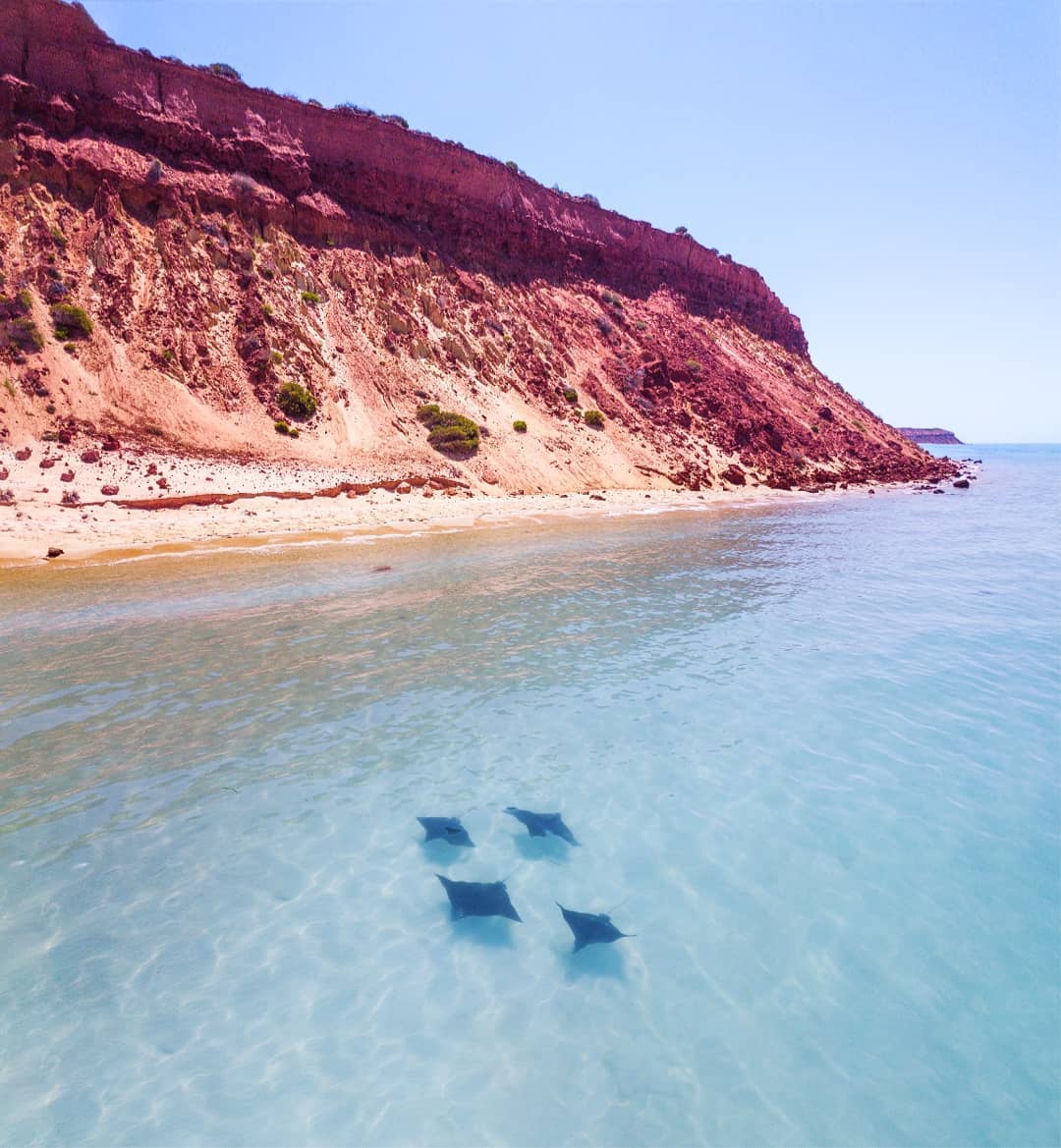 The amazing Eagle Rays at... - Shark Bay Caravan Park