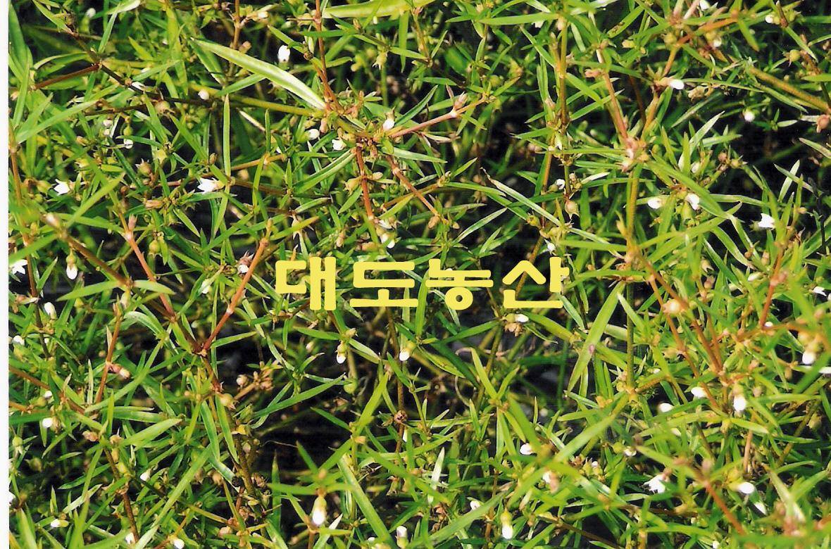 우리 약초 백화사설초 - 우리 고유의 토종 약초 백화사설초를 국내 최초 재배성공이 세상에 알려지면서 세계...