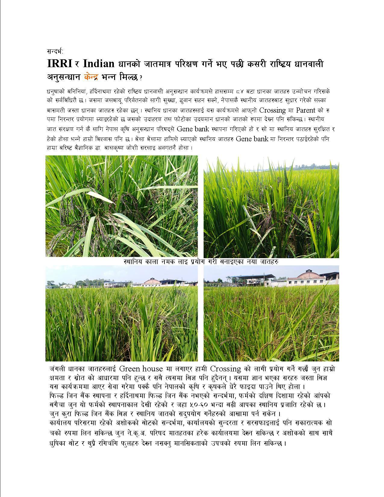 National Rice Research Program- NRRP | Janakpur