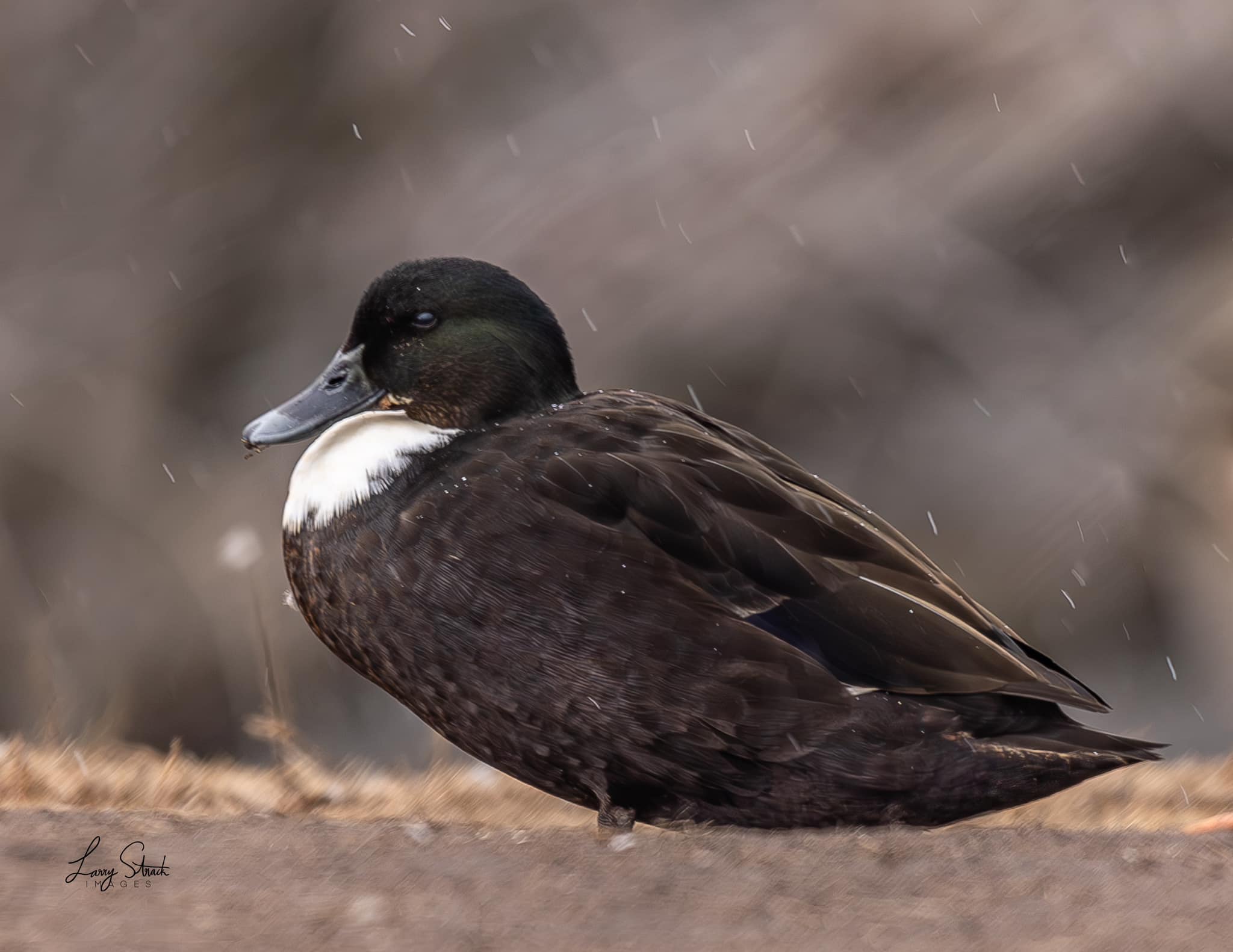 Domestic mallard duck spotted at Veterans Memorial Park in