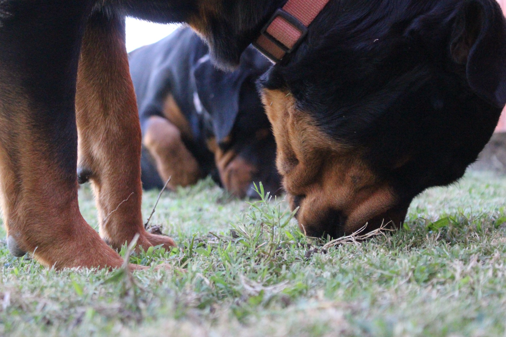 Busy Rottie - Why Does My Dog Eat Grass? Pica is the technical term for ... - Dogs Eating Grass Cubes Leading To Stomach Issues