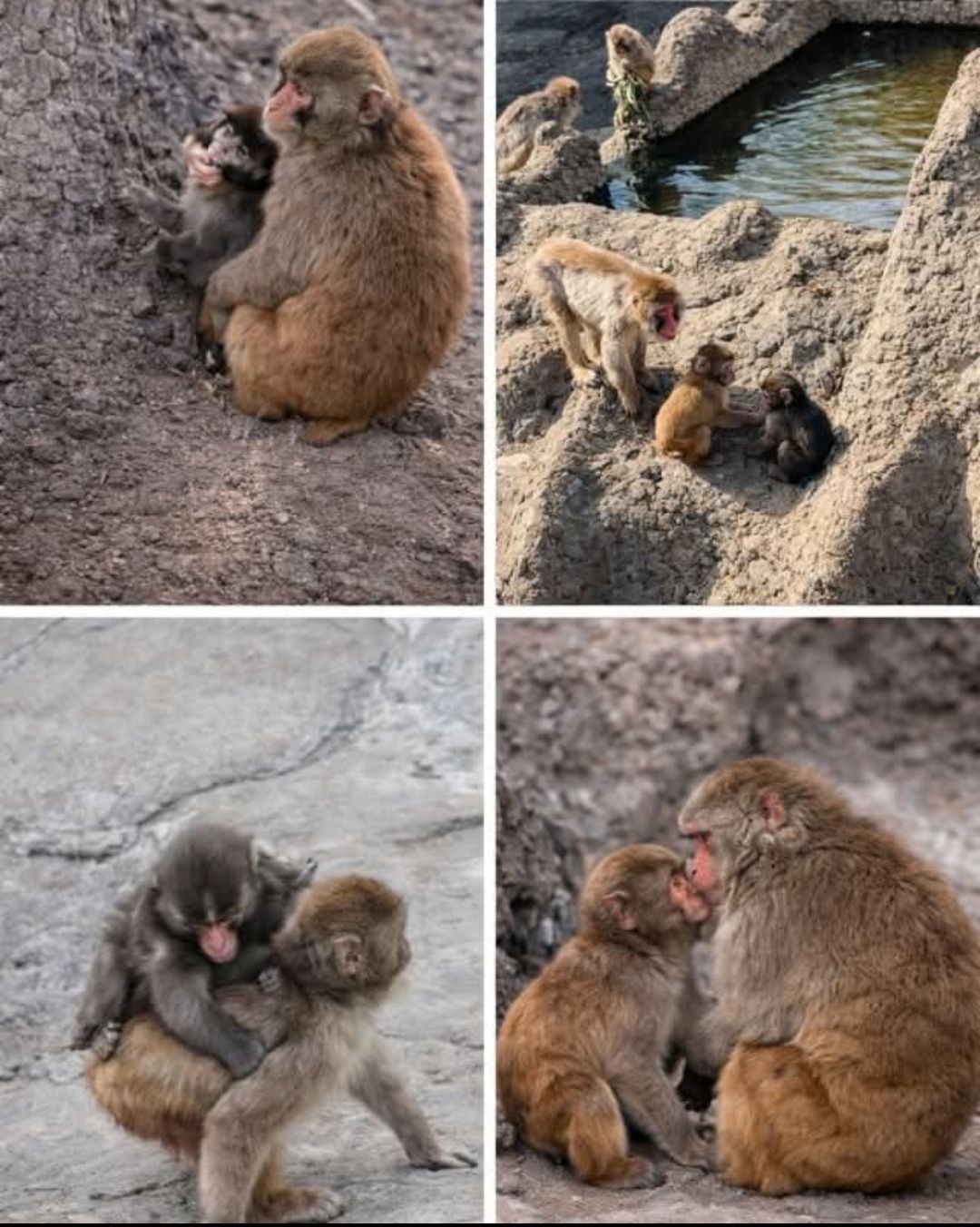 Punch and Baby Sakura's playful monkey wrestling match on a rainy day
