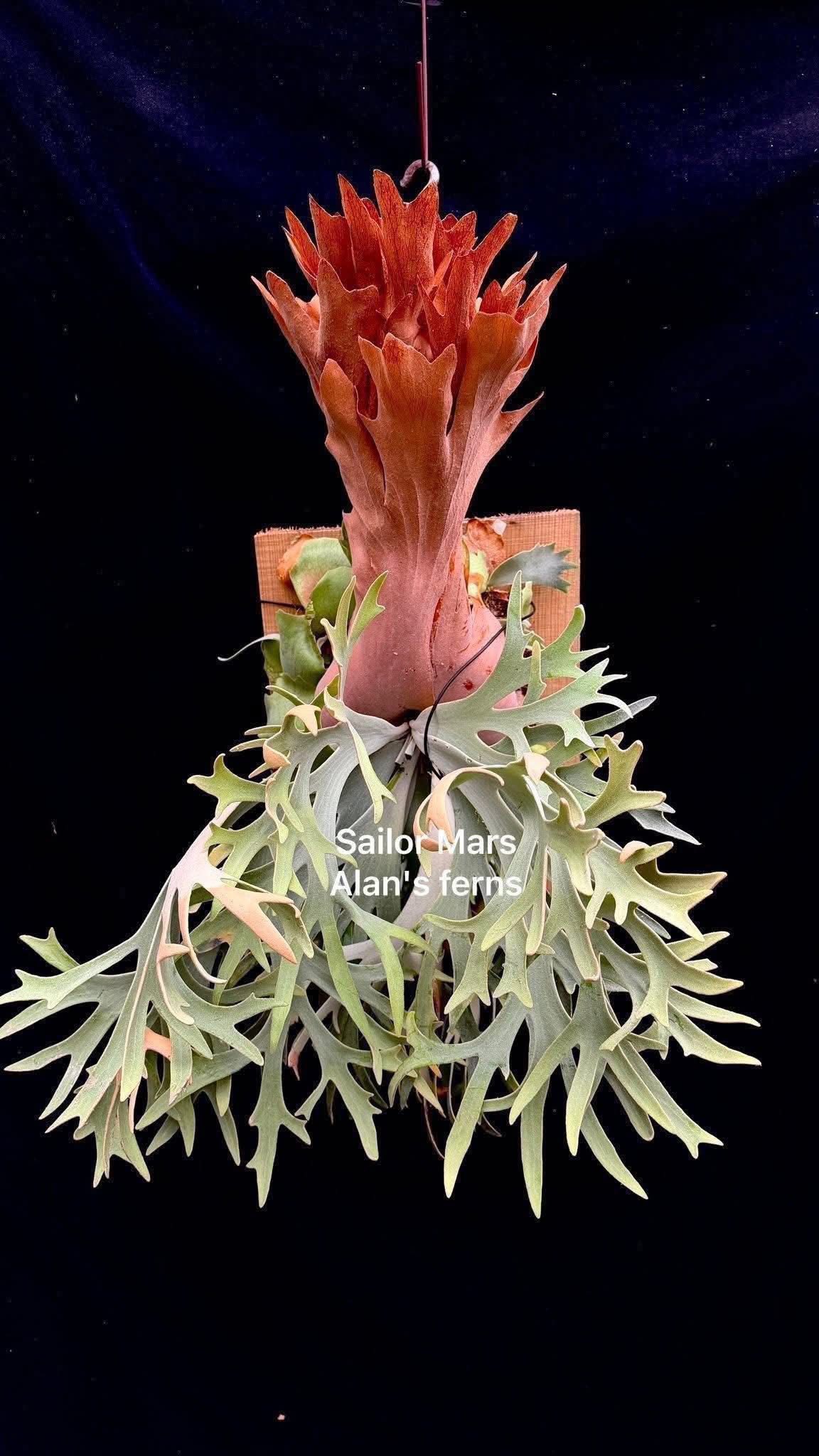 P. willinckii cv. Sailor Mars 水手火星