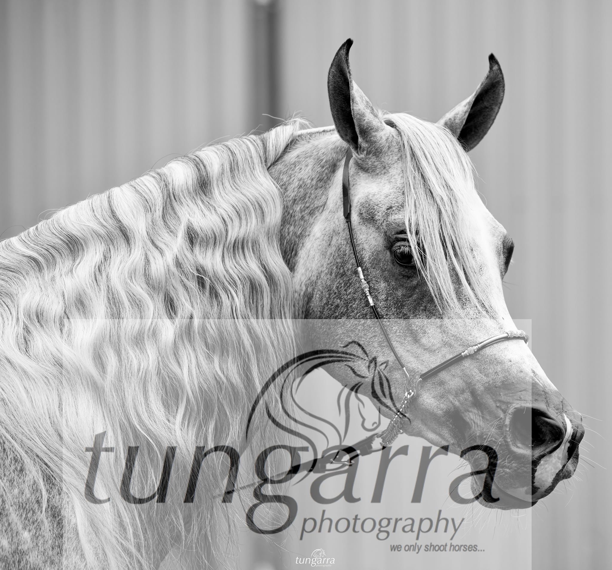 Tungarra Stud & Photography