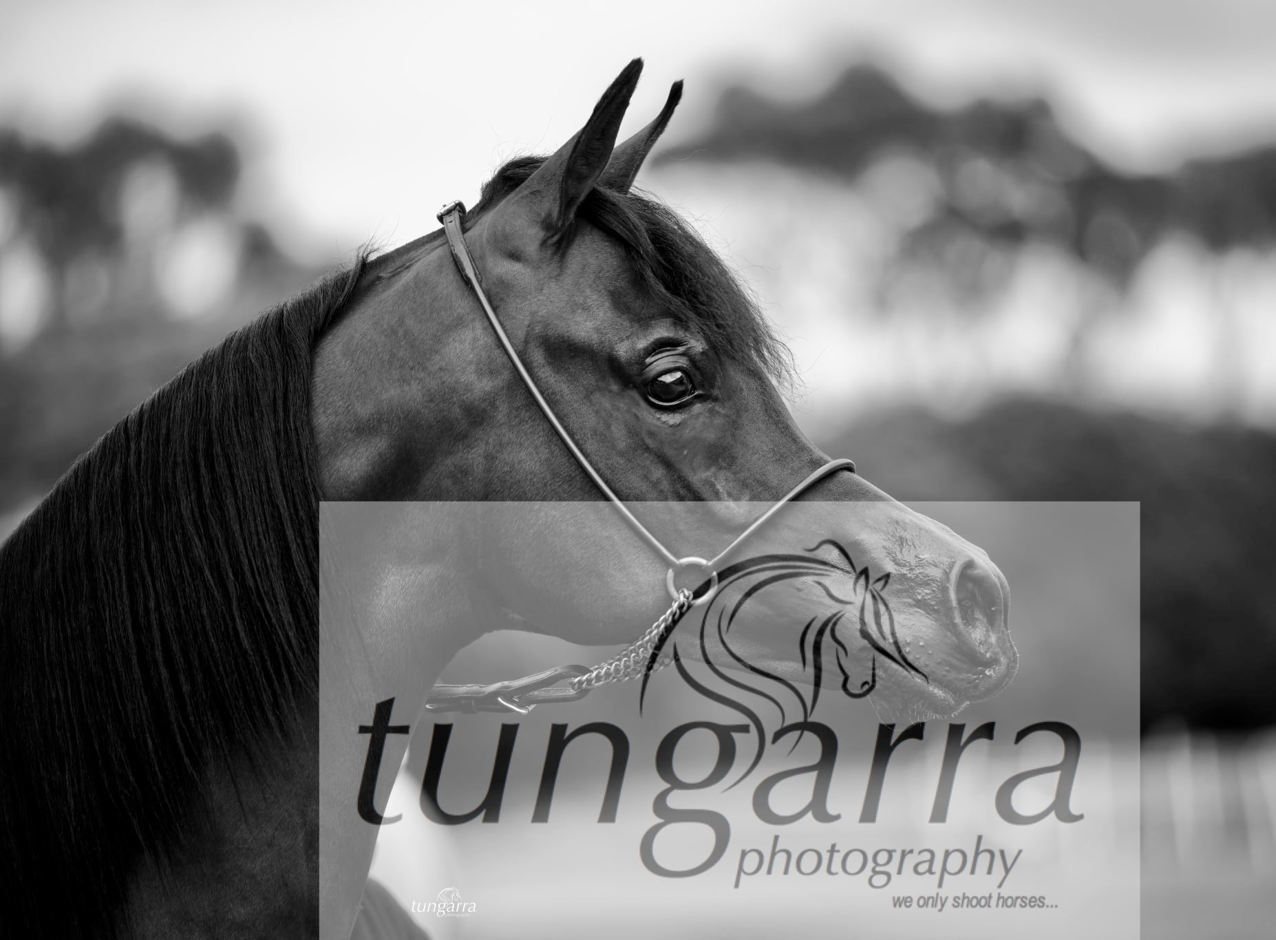 Tungarra Stud & Photography
