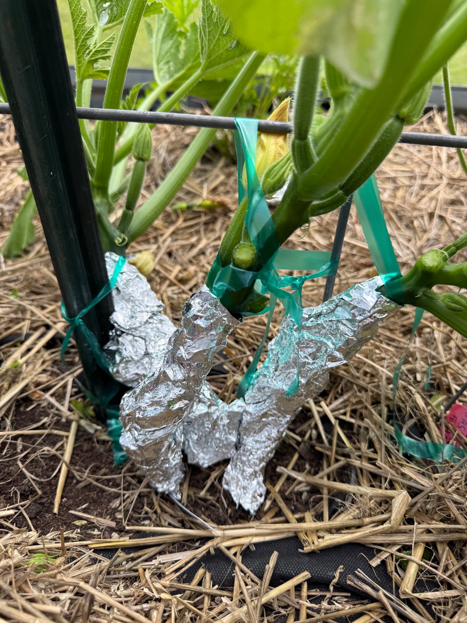 Why use aluminum foil on zucchini stems?