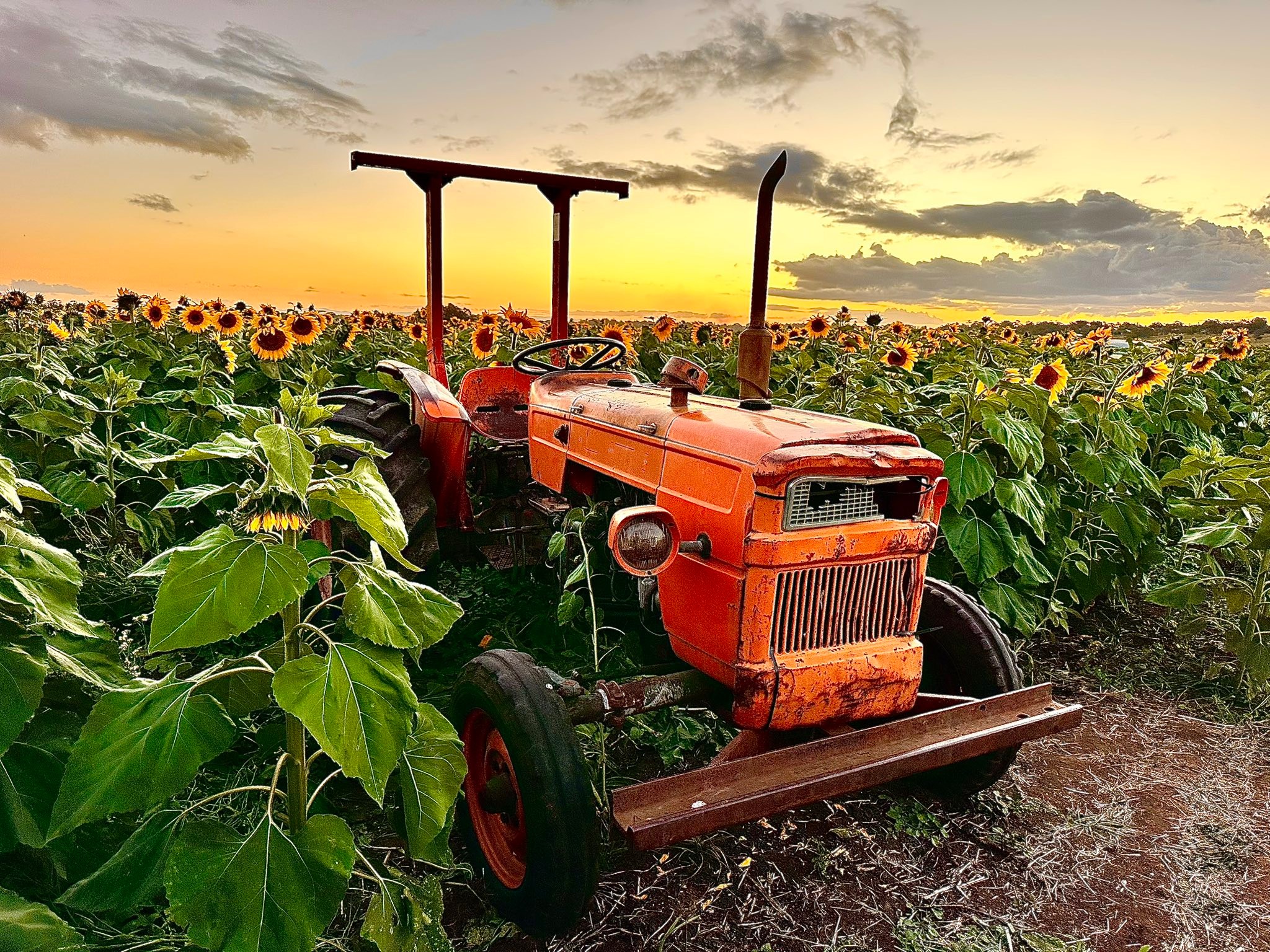 Hunter Valley Sunflowers (@100064750279153) - Mentions | Facebook