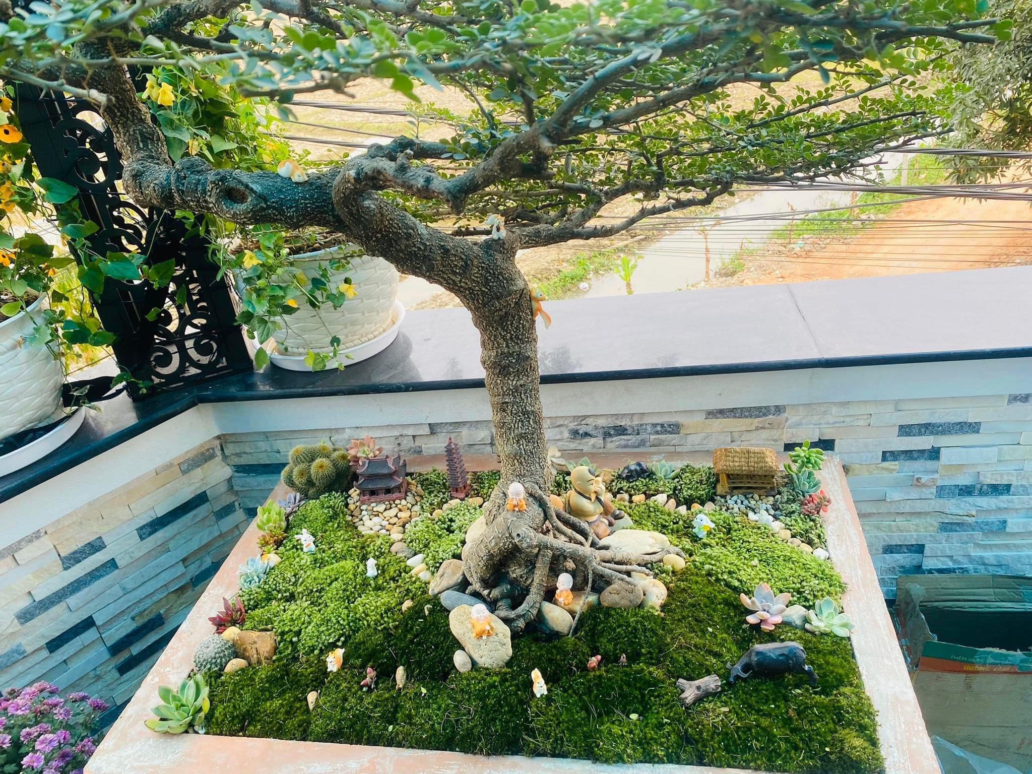 Gia Hân Garden - Rêu Bonsai... - Gia Hân Garden - Rêu Bonsai