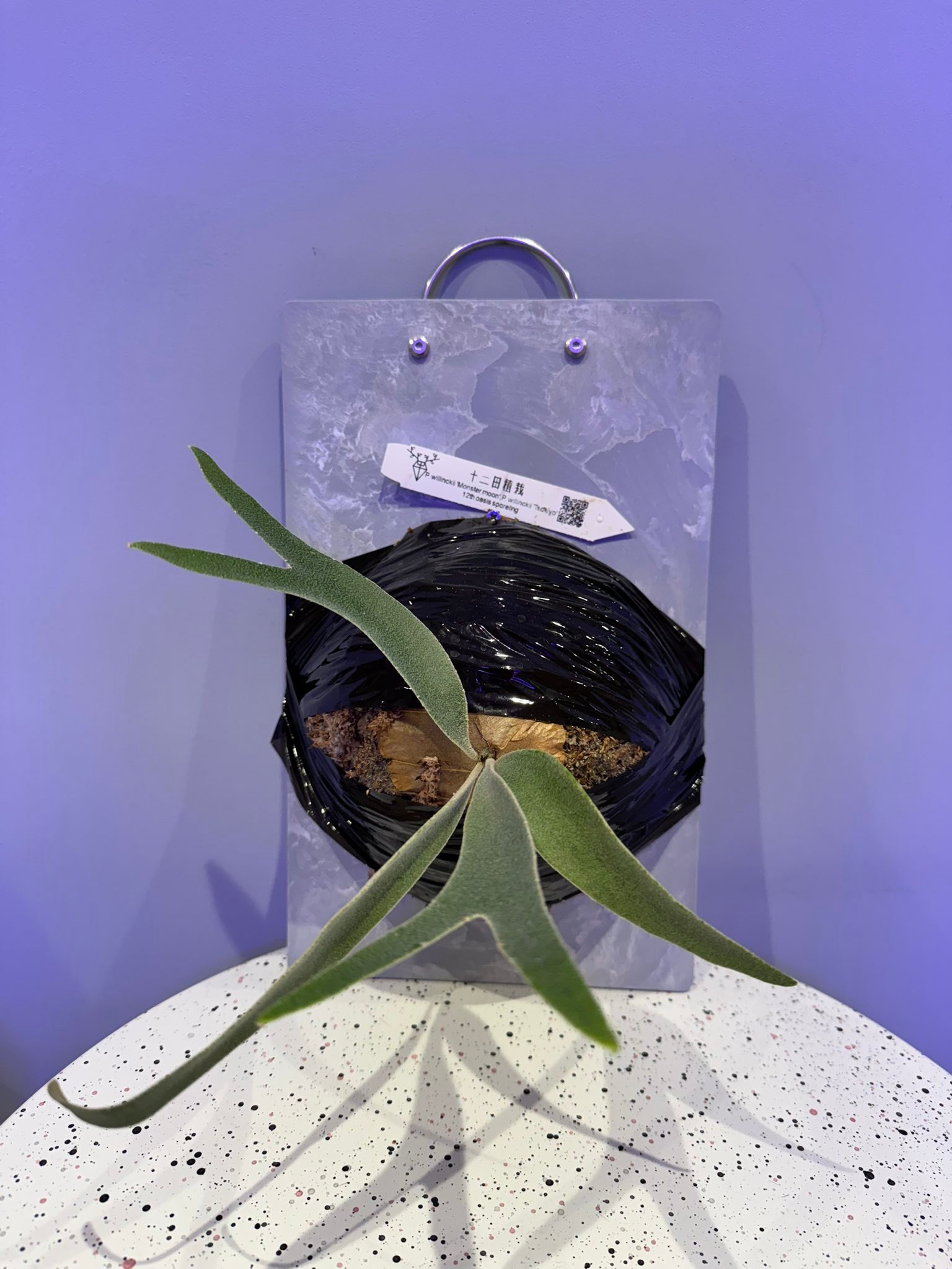 定價販售」 P. willinckii 