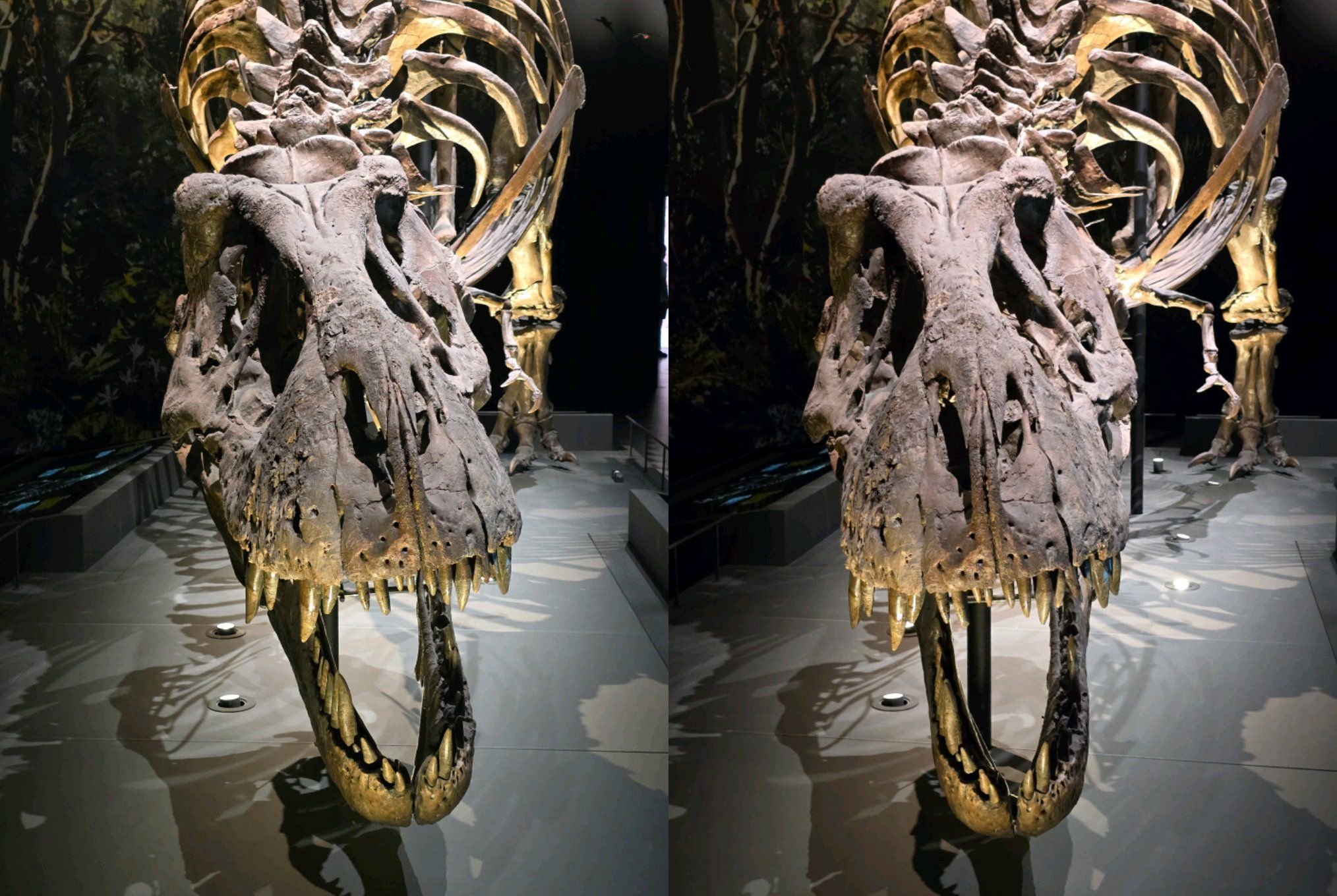 T-Rex exhibit at Naranjo Museum of Natural History