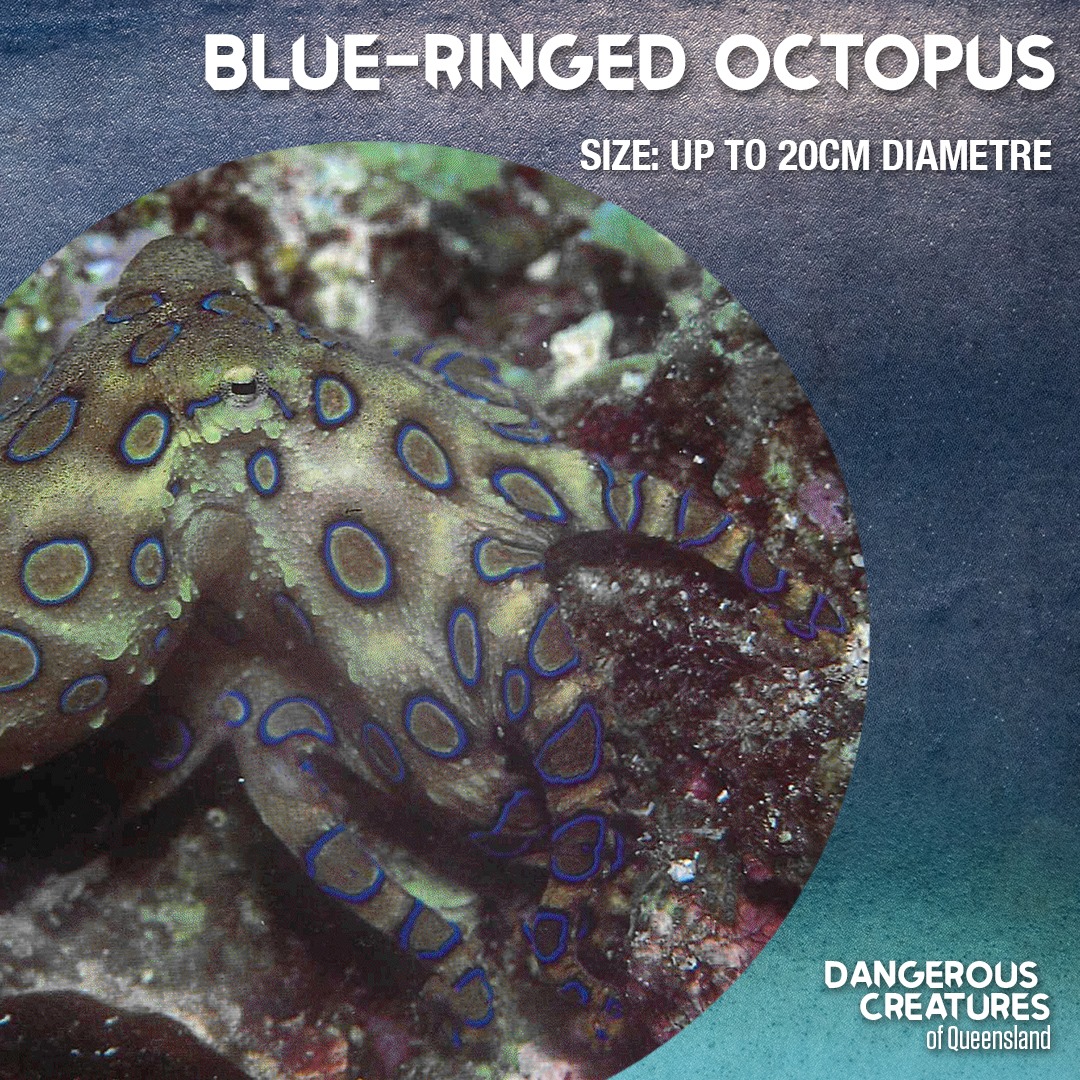 Although small, the blue-ringed... - Queensland Health | Facebook