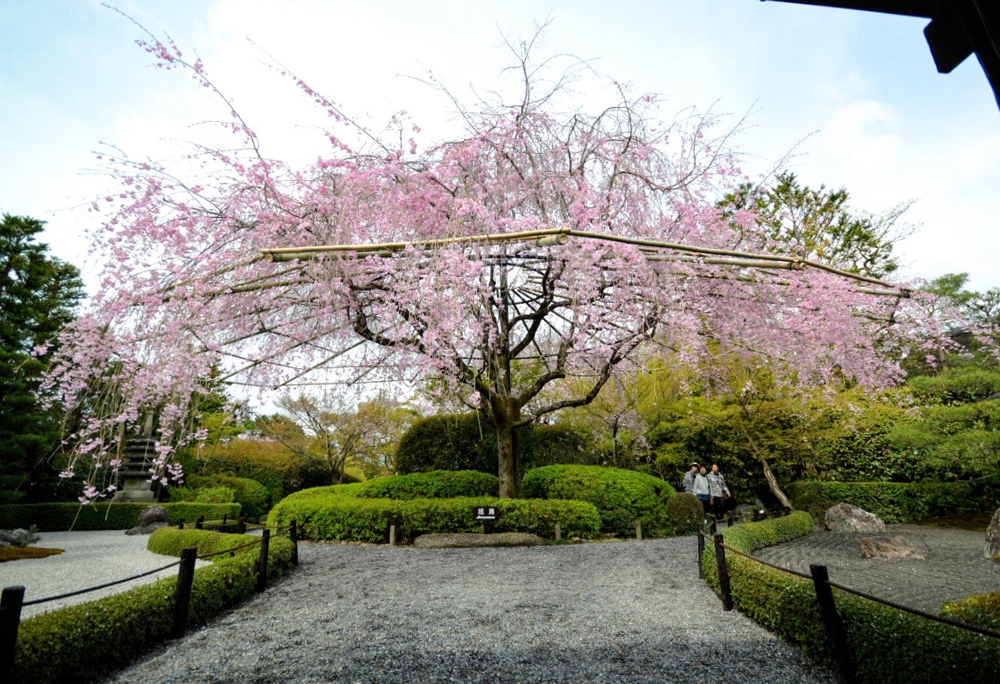 2 different types of cherry blossoms, just pretty!!!